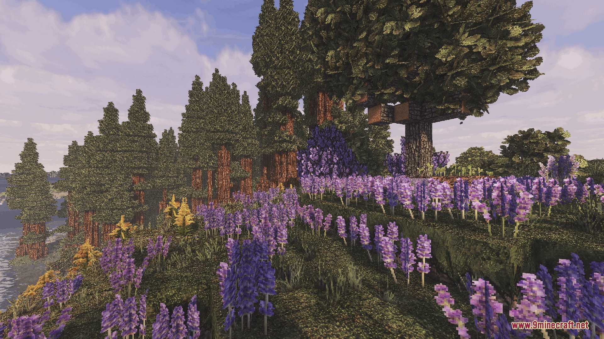 Feel True So Plenty Resource Pack Screenshot 3 Lush purple lavender fields growing near tall pine trees in a forest