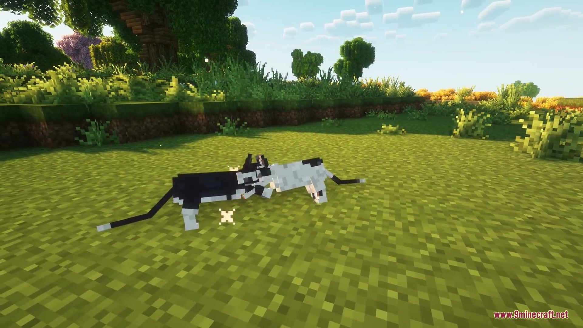 Two cats having a visual argument and swiping paws in a forest clearing