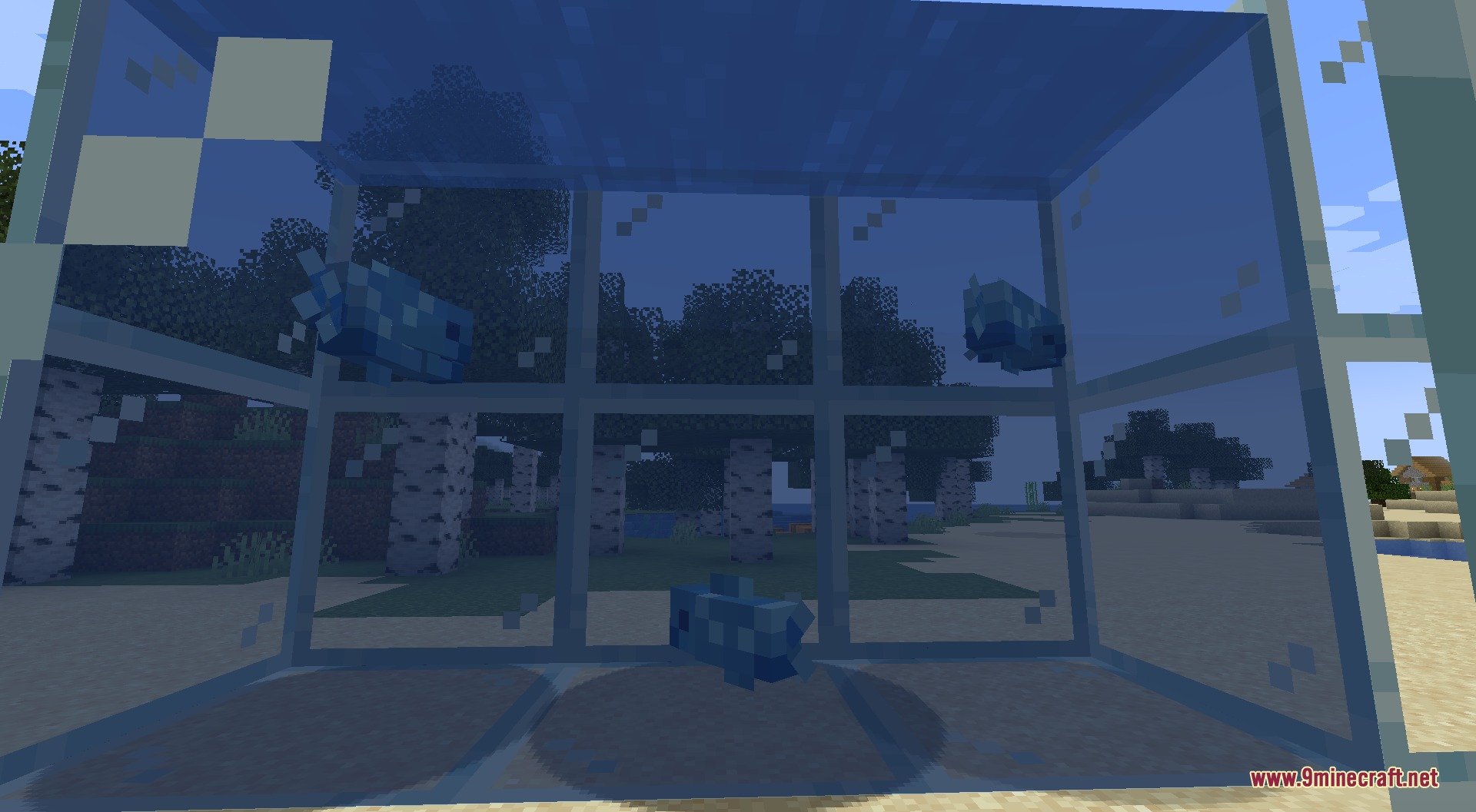 Fishing Frenzy Mod Screenshot 2 Three blue discus fish swimming inside a glass aquarium near birch forest biome