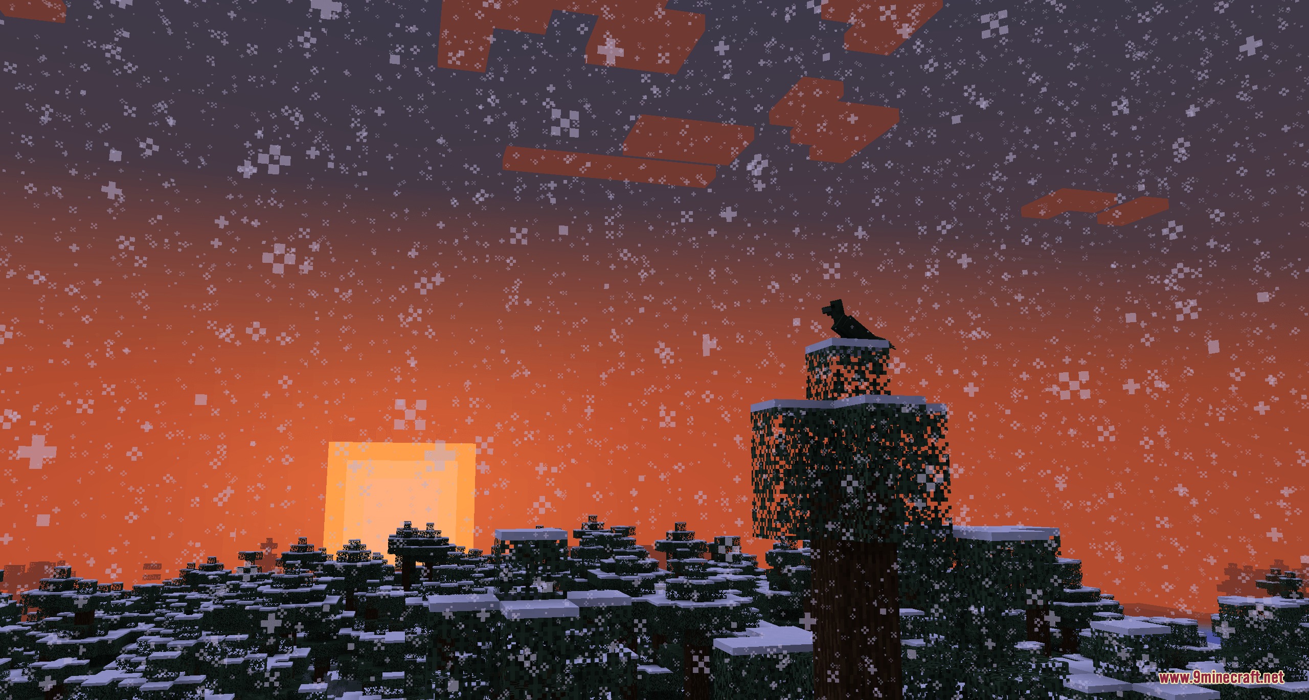 A black bird perched on a snowy spruce tree during sunset