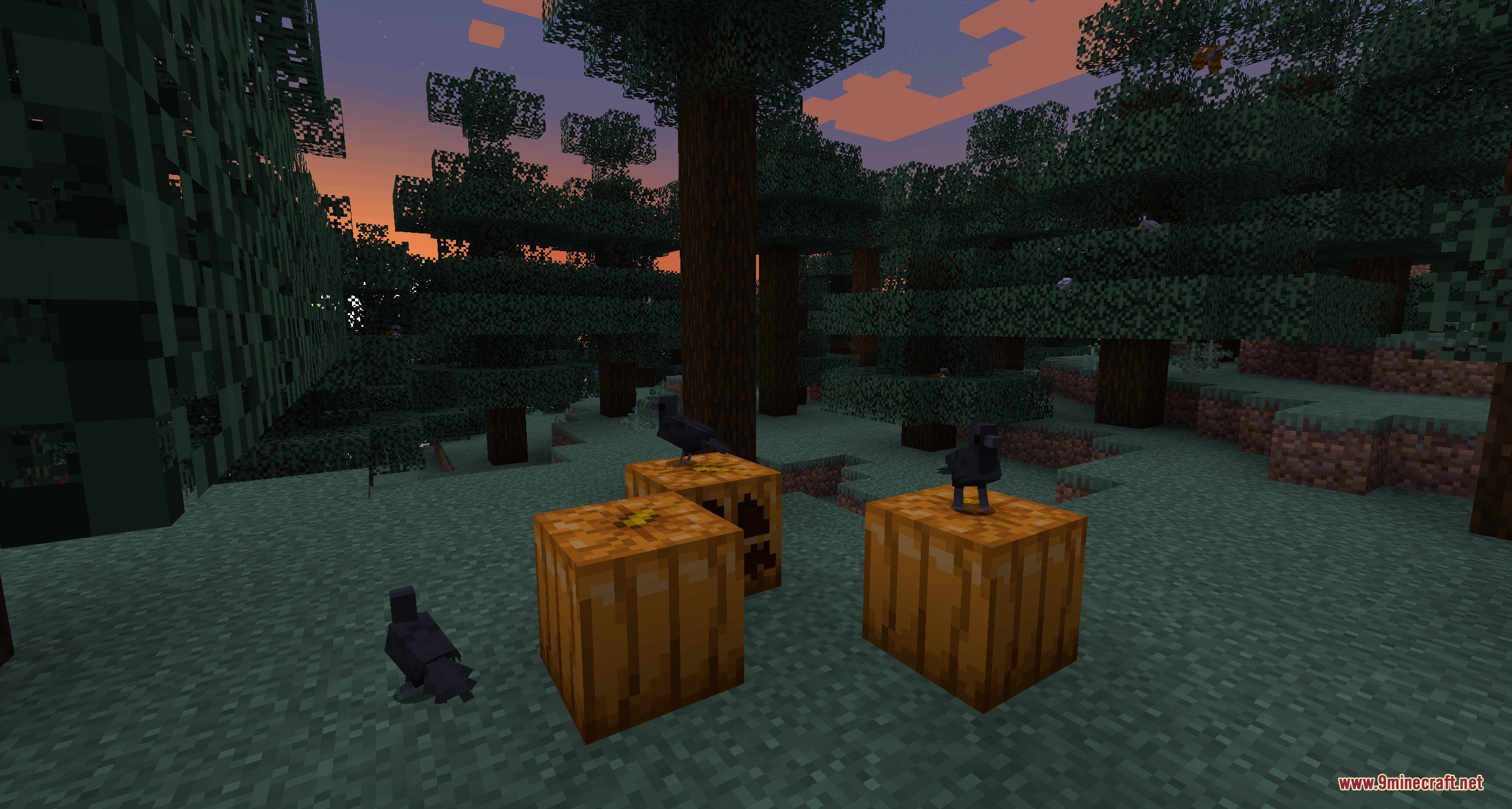 Black crows perched on pumpkins in a dark forest during sunset