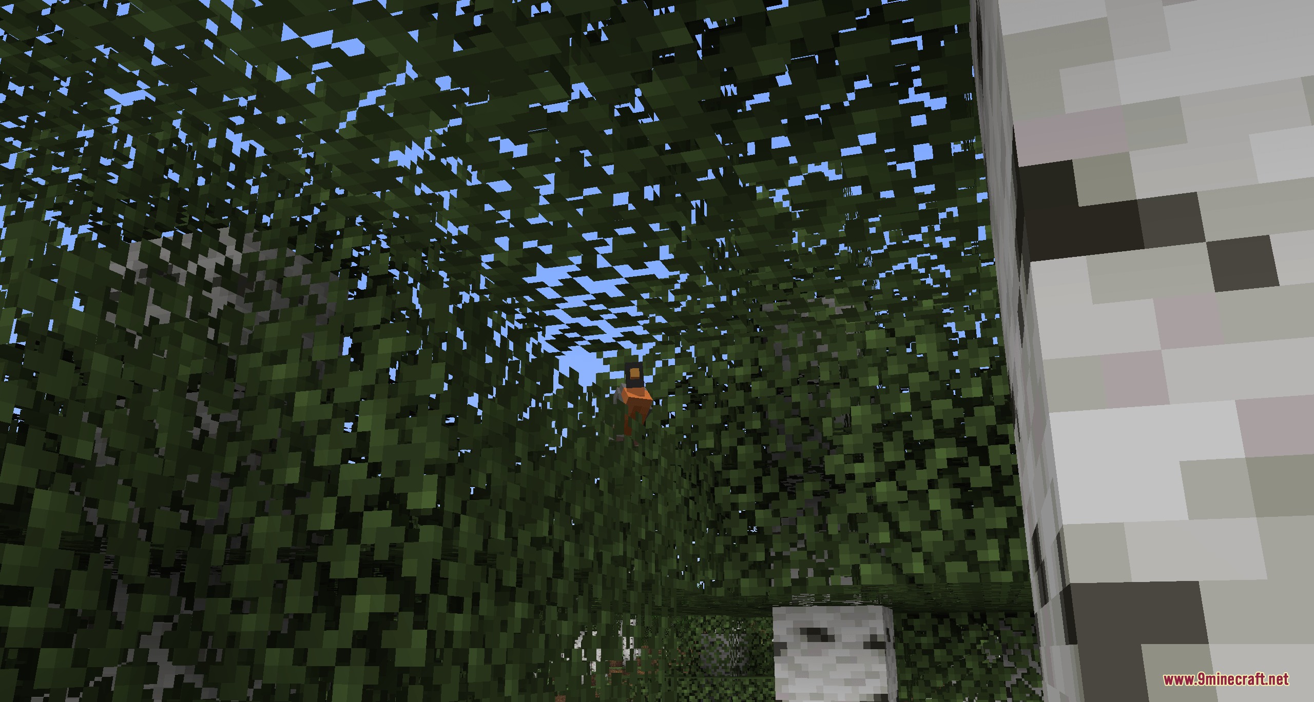 A small orange bird perched inside the leaves of a birch tree