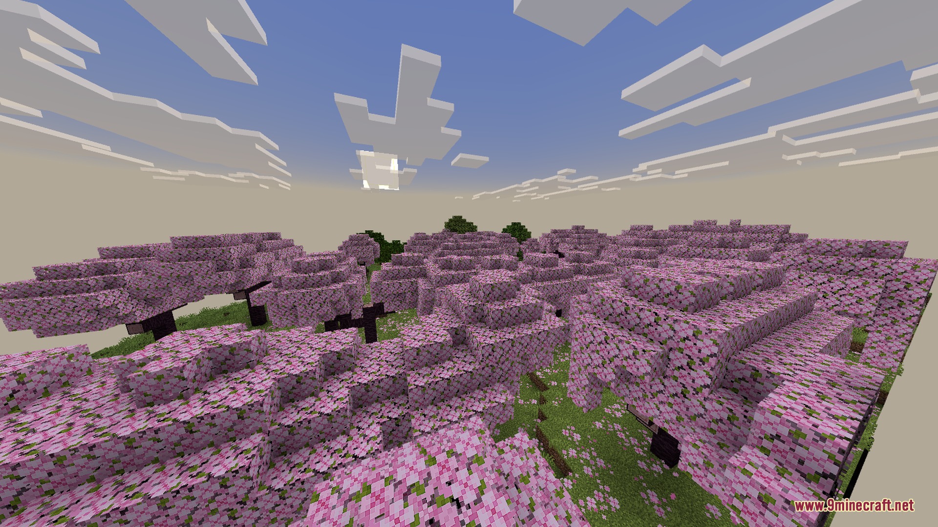 Beautiful pink cherry blossom trees growing under a bright sky