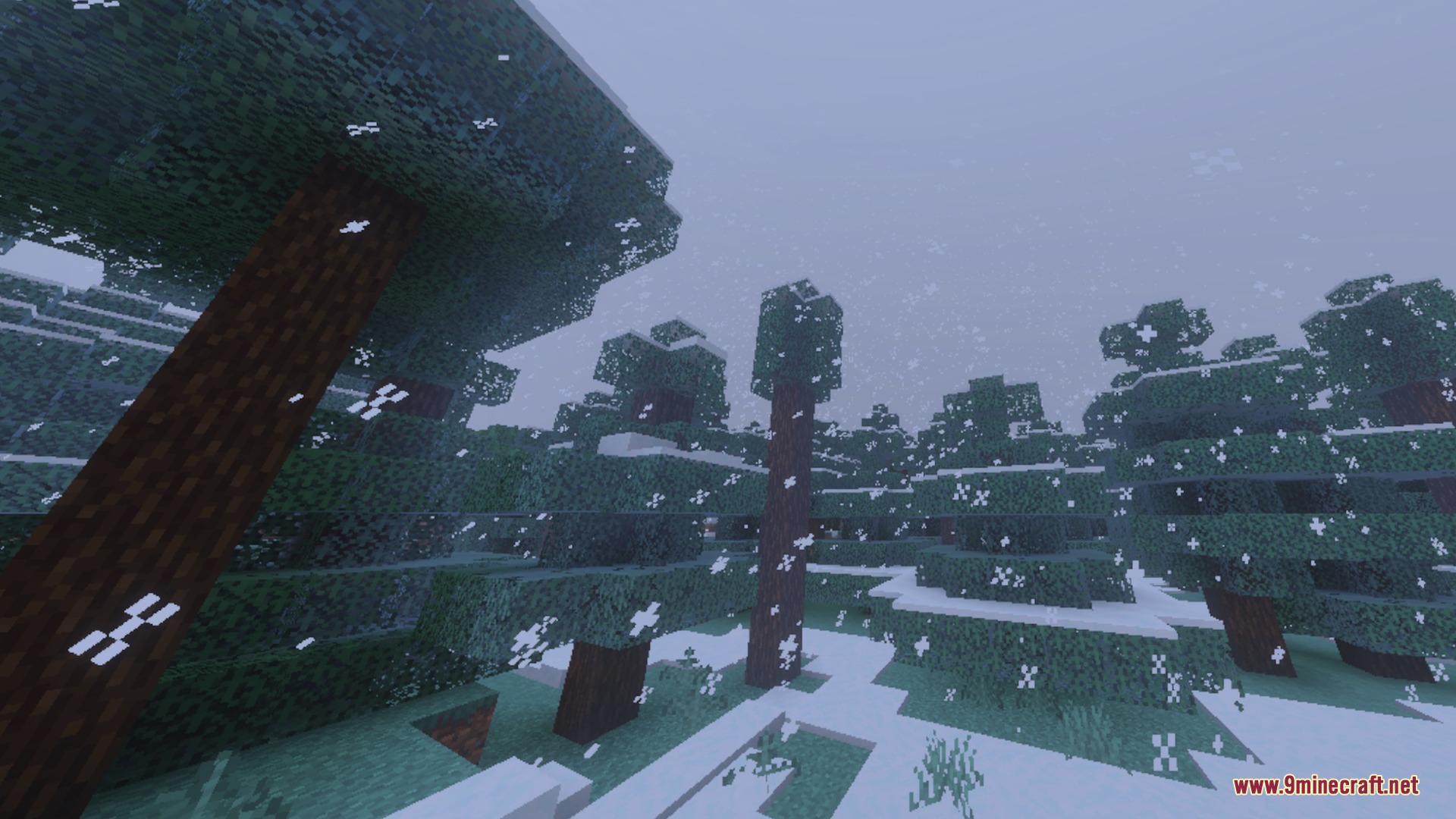 Spruce trees covered in snow during a blizzard in a taiga biome