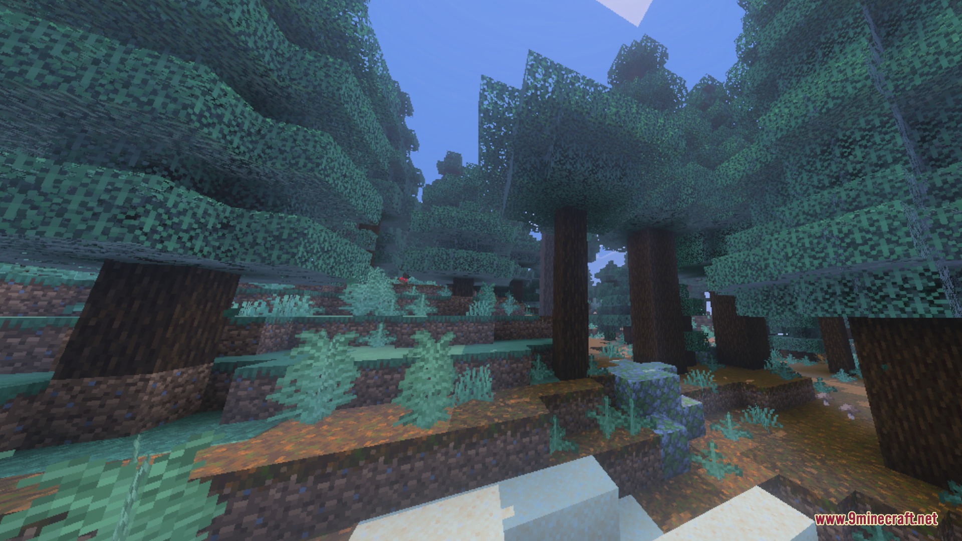 Tall spruce trees standing in a dense forest with podzol ground blocks