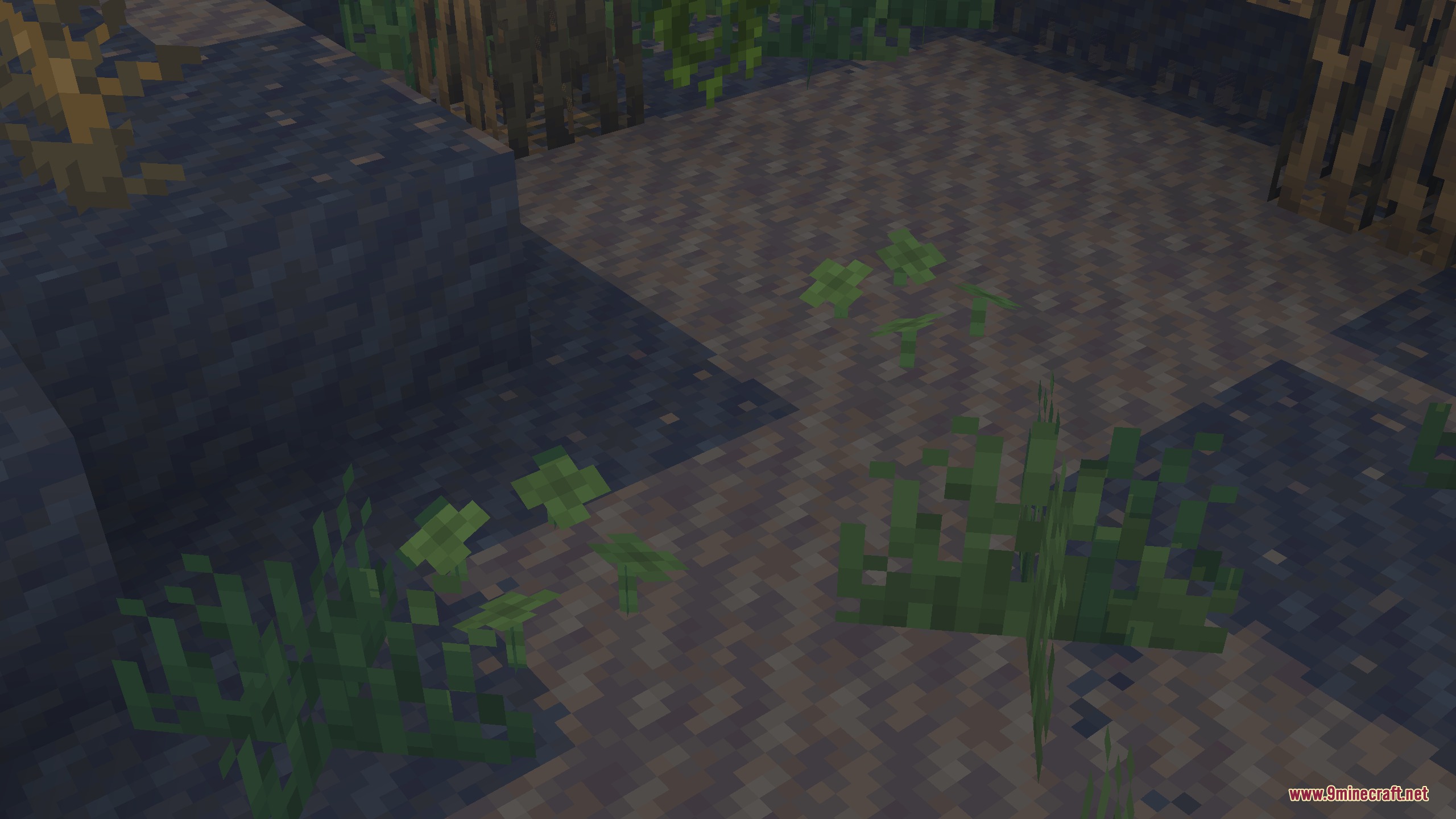Close up view of green clover patches and grass on muddy blocks