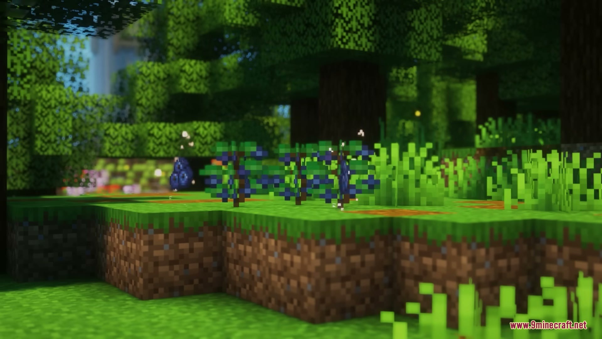 Blueberry bushes grow on a grassy hill within a lush green forest biome