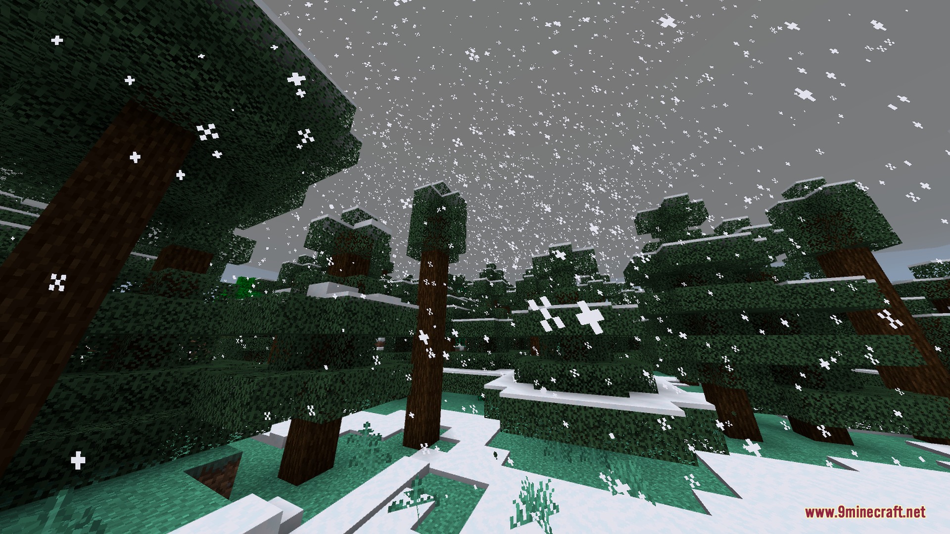 Snow falling over a dense spruce forest with white snow covering the ground