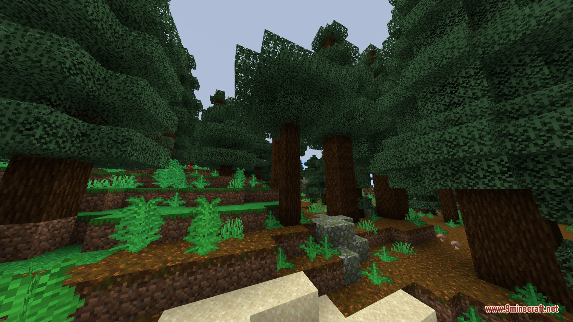 Tall spruce trees and ferns growing on podzol in a taiga biome