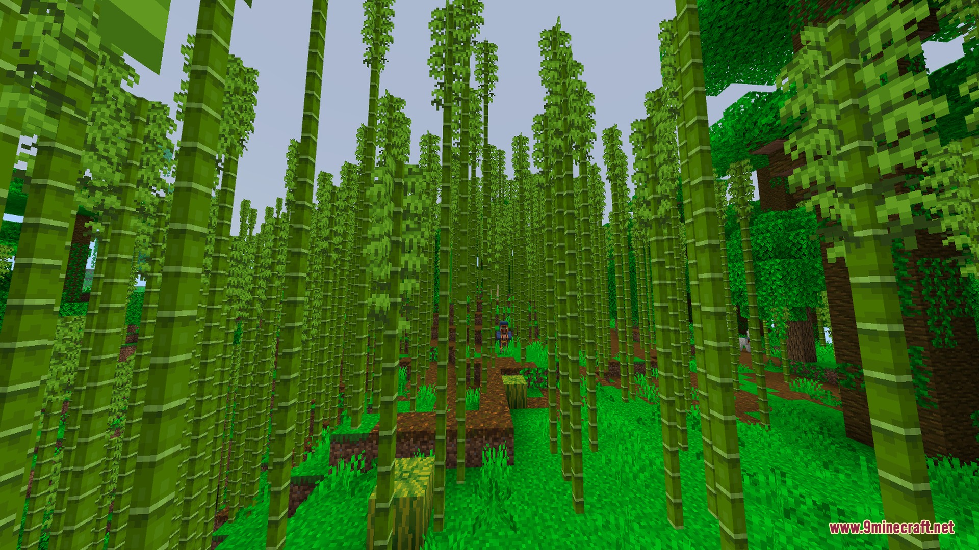 A dense bamboo forest with vibrant green grass and tall bamboo stalks