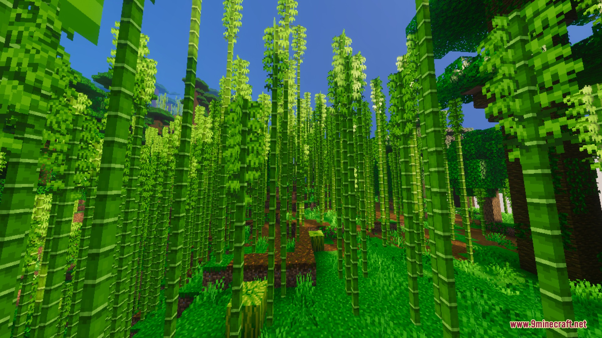 Bright sunlight illuminates a dense bamboo forest with tall green stalks
