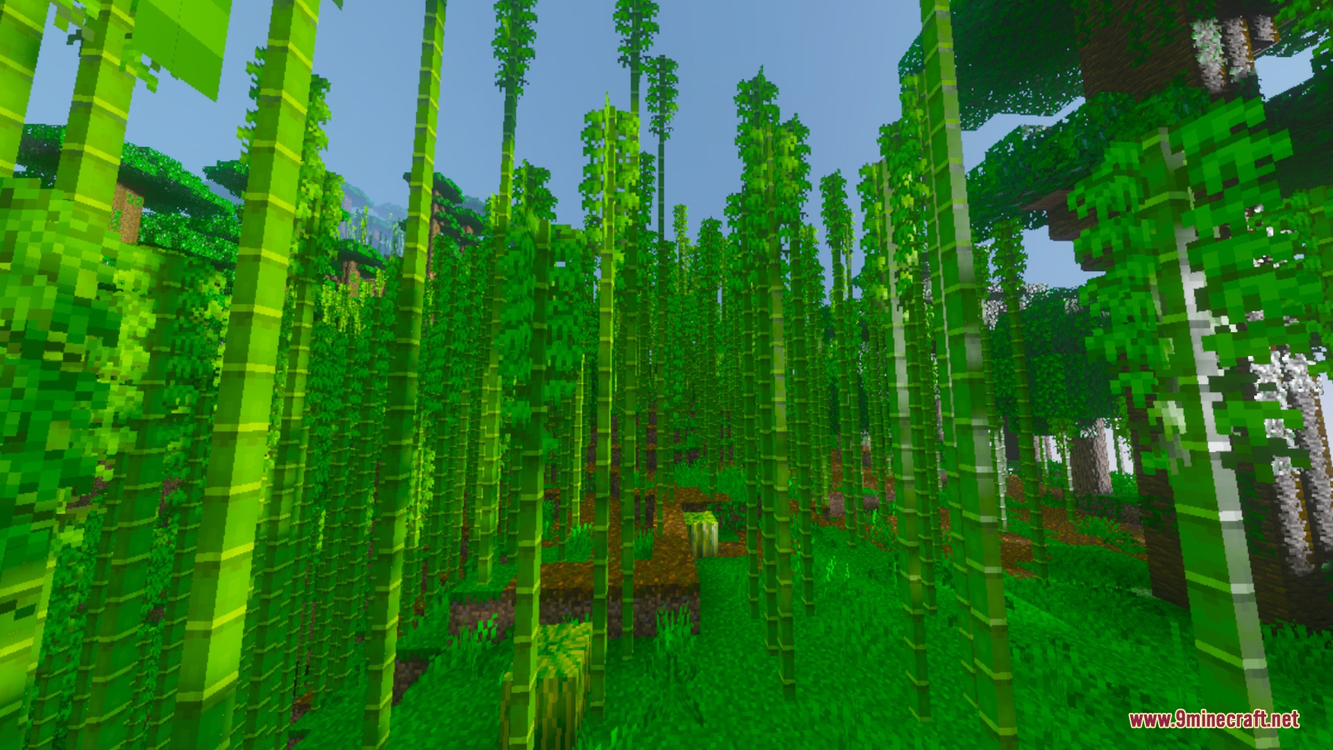 Kinetix Visuals Shader Screenshot 9 Lush bamboo forest featuring vibrant green colors and realistic lighting in Minecraft