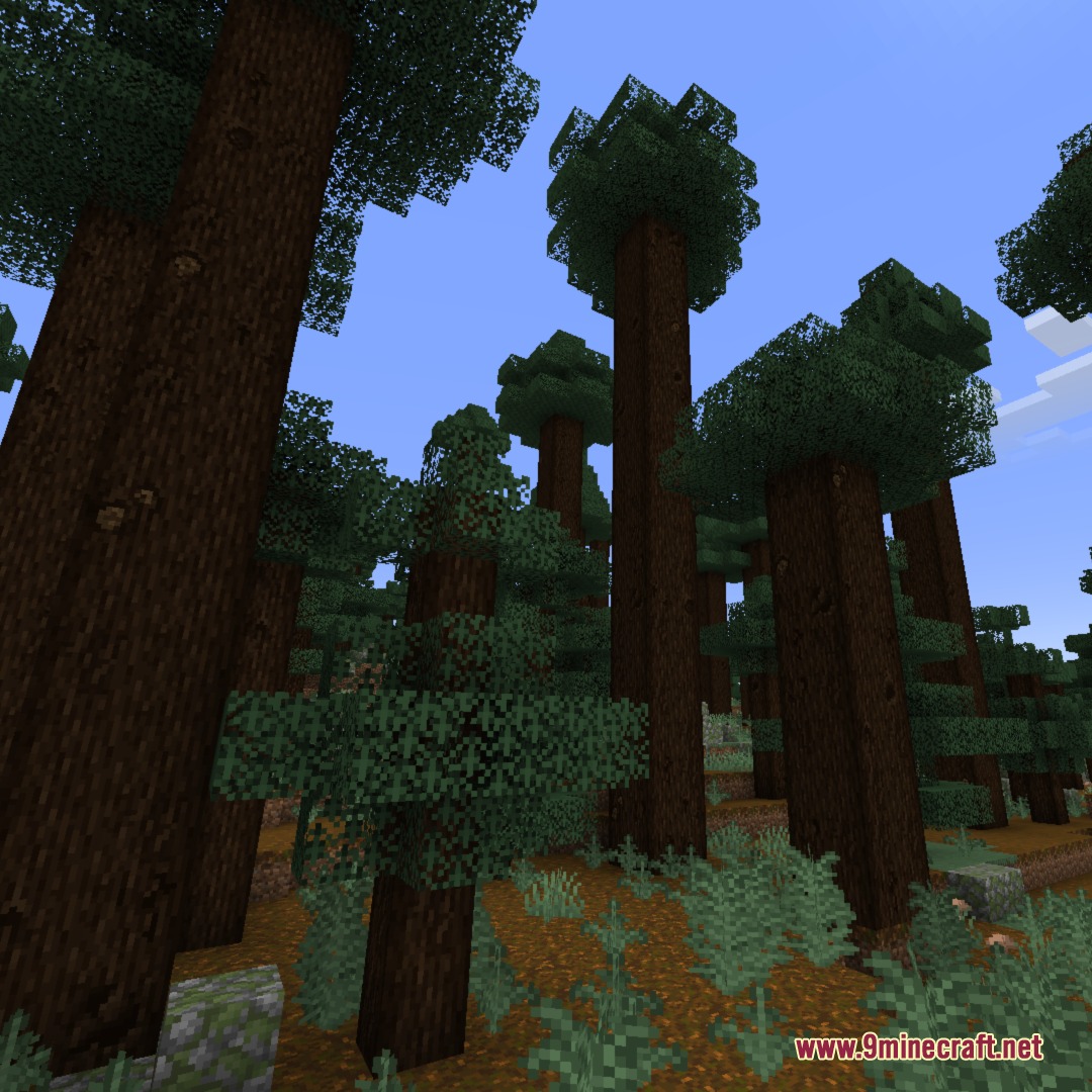 Tall spruce trees with natural bark knots in a dense forest biome
