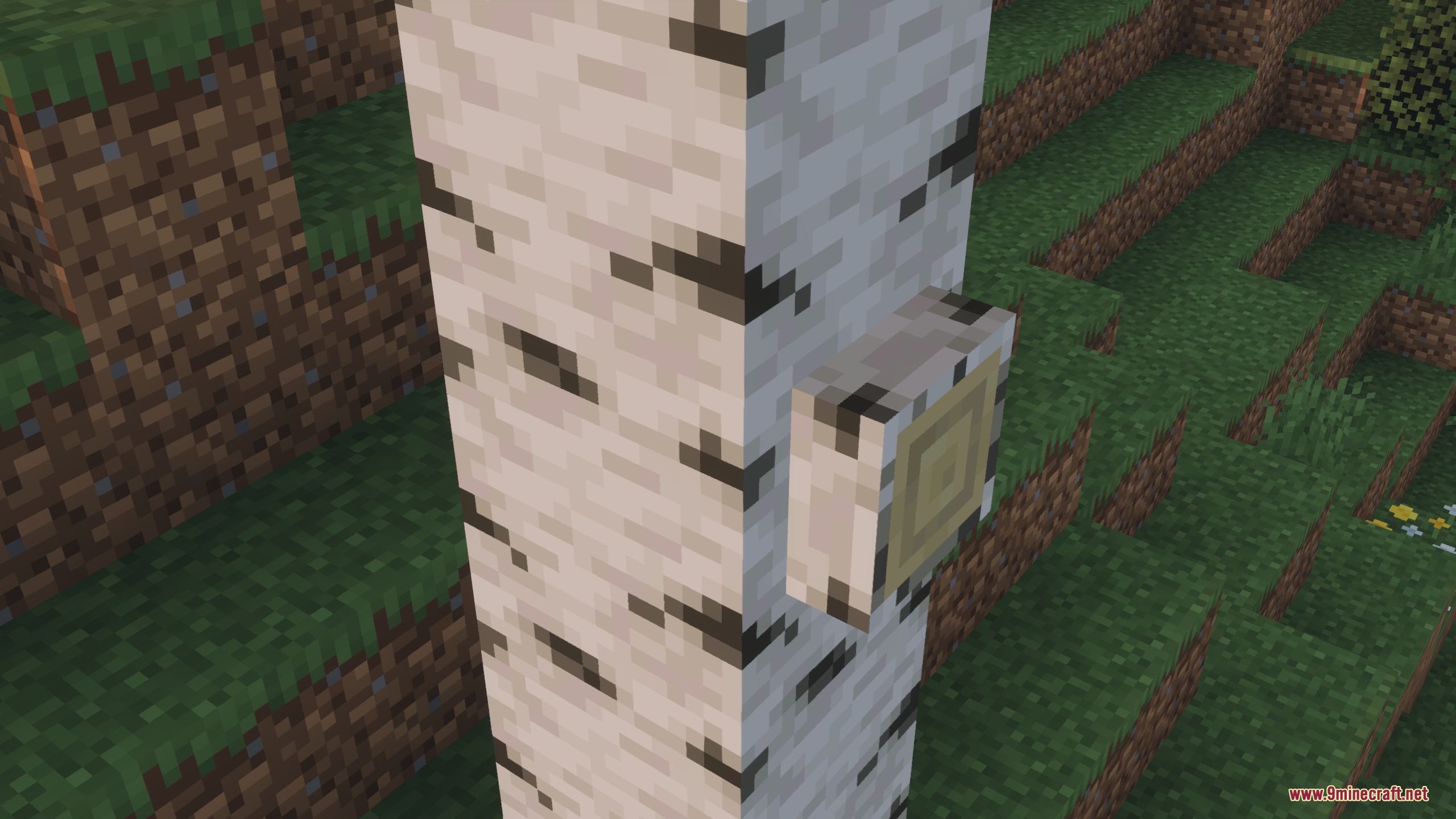 A birch log showing a small stub from the Log Stubs resource pack