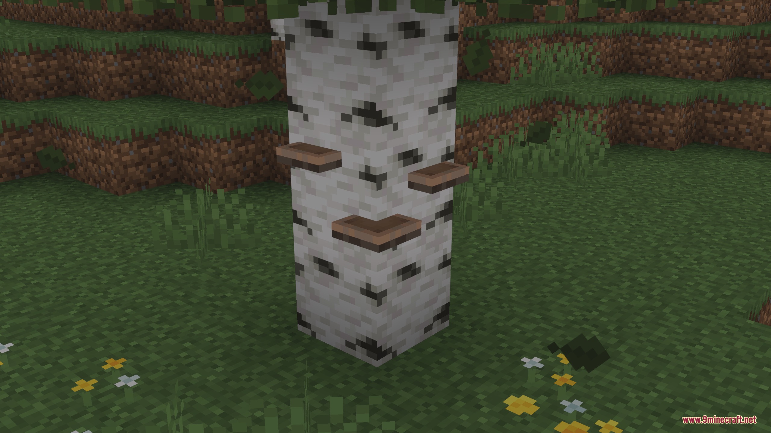 Small brown mushrooms growing on the side of a birch log block