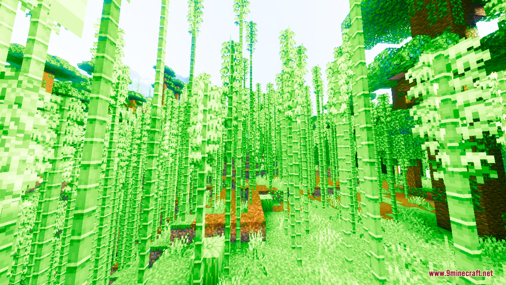 Lumina Prime Renewed Shader Screenshot 10 Dense bamboo forest with vibrant green colors and enhanced lighting effects