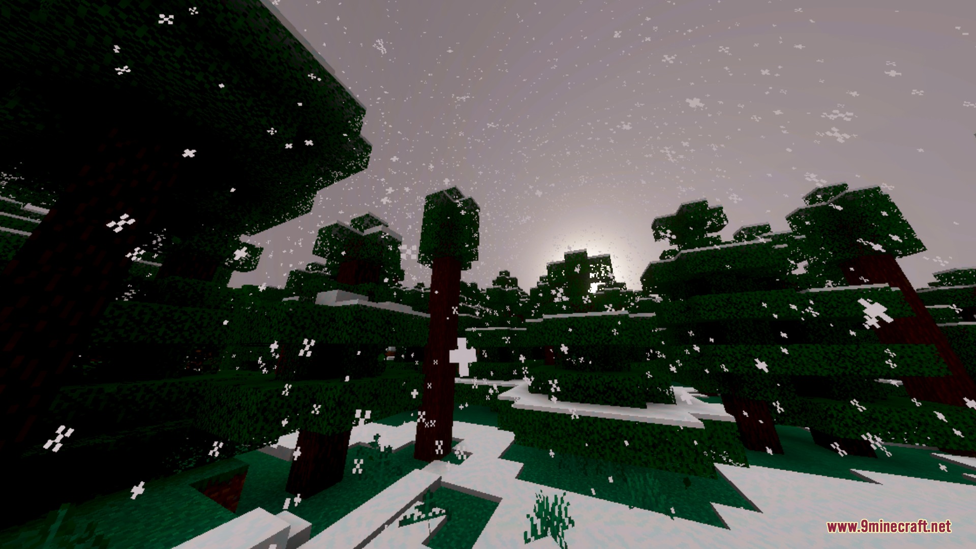 Falling snow covers the ground and spruce trees in a winter forest