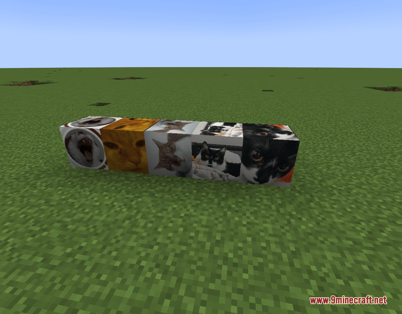 Motball Craft Mod Screenshot 5 A row of four Minecraft blocks featuring various funny cat face textures