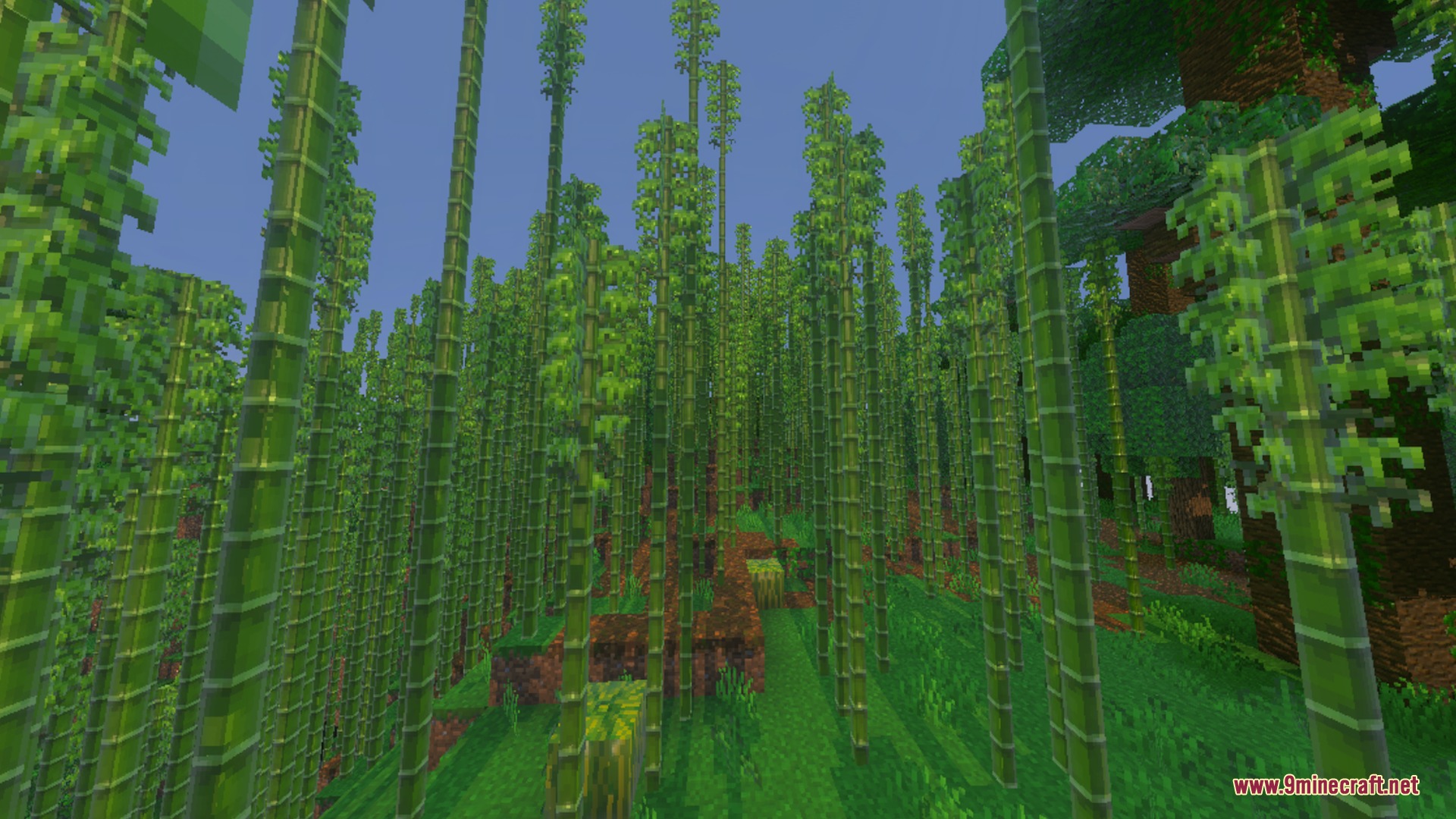 Mr.Atlaz's COMPLETELY NORMAL RTX Shader Screenshot 8 Lush bamboo forest with vibrant green stalks and realistic shadows on the grass