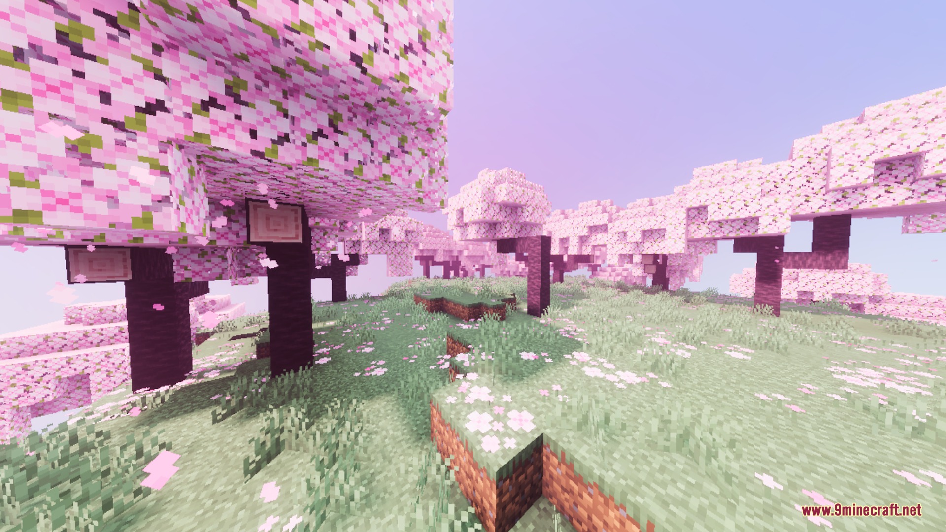 Vibrant cherry blossom trees with pink leaves and petals scattered across the ground
