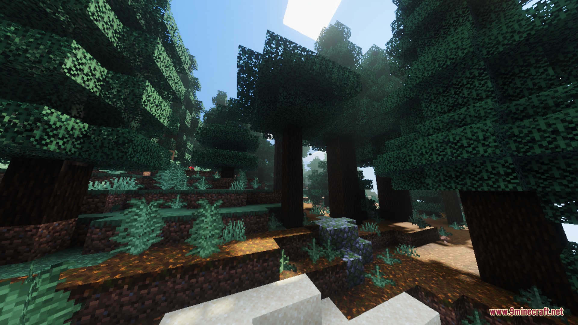 Sunlight filters through dense spruce trees in a lush forest with realistic shadows