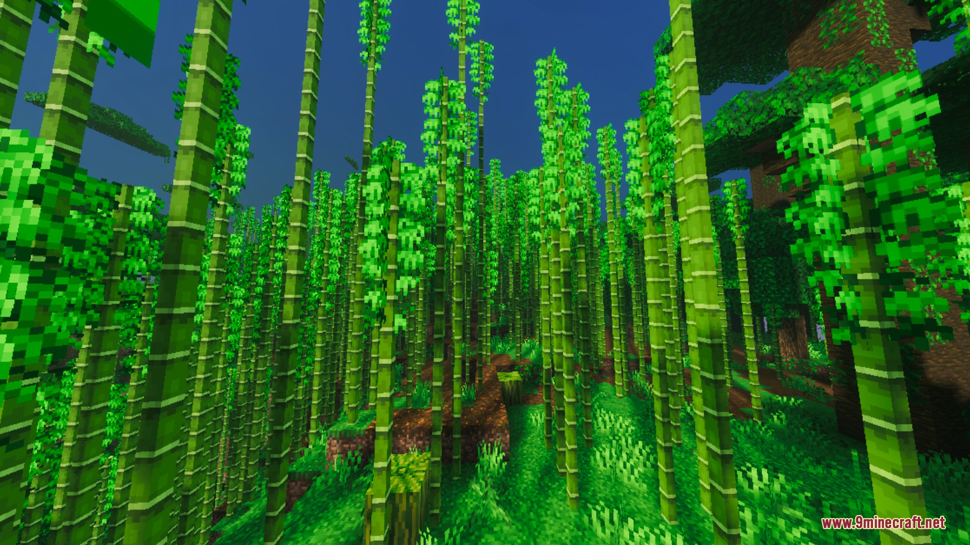 Dense bamboo forest with vibrant green stalks and lush ground foliage under bright sunlight