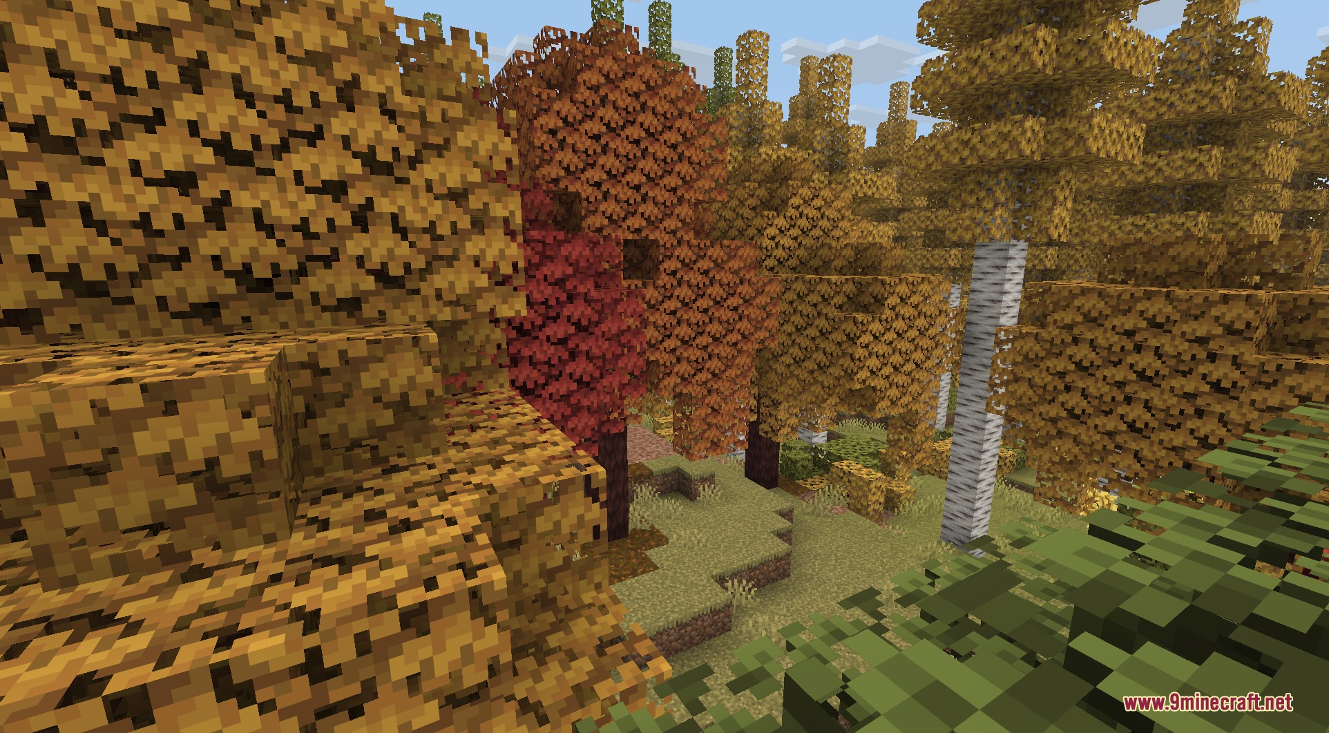 Vibrant red and yellow maple trees create a beautiful autumn forest scene