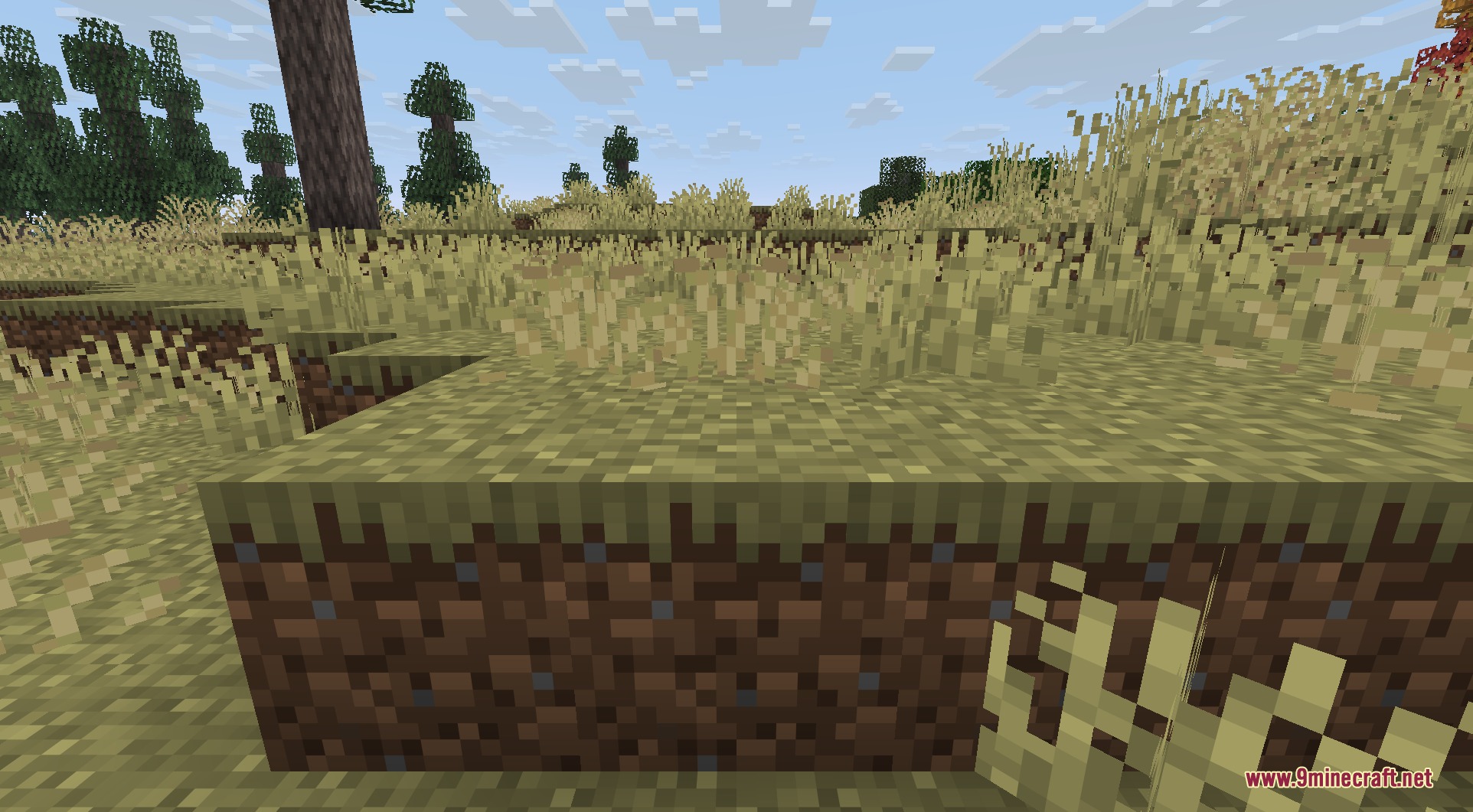 Dry grass blocks and tall vegetation in a vast prairie biome