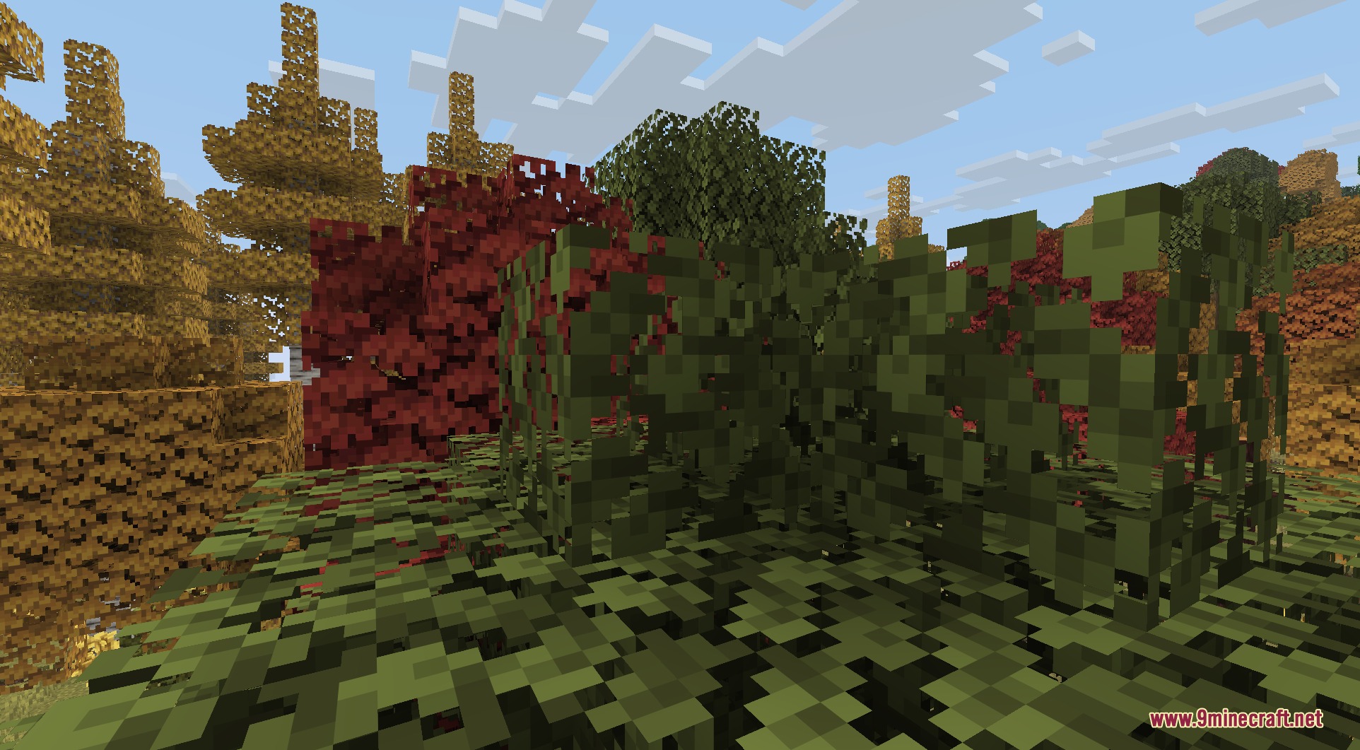 Colorful maple trees with autumn leaves in a lush forest biome