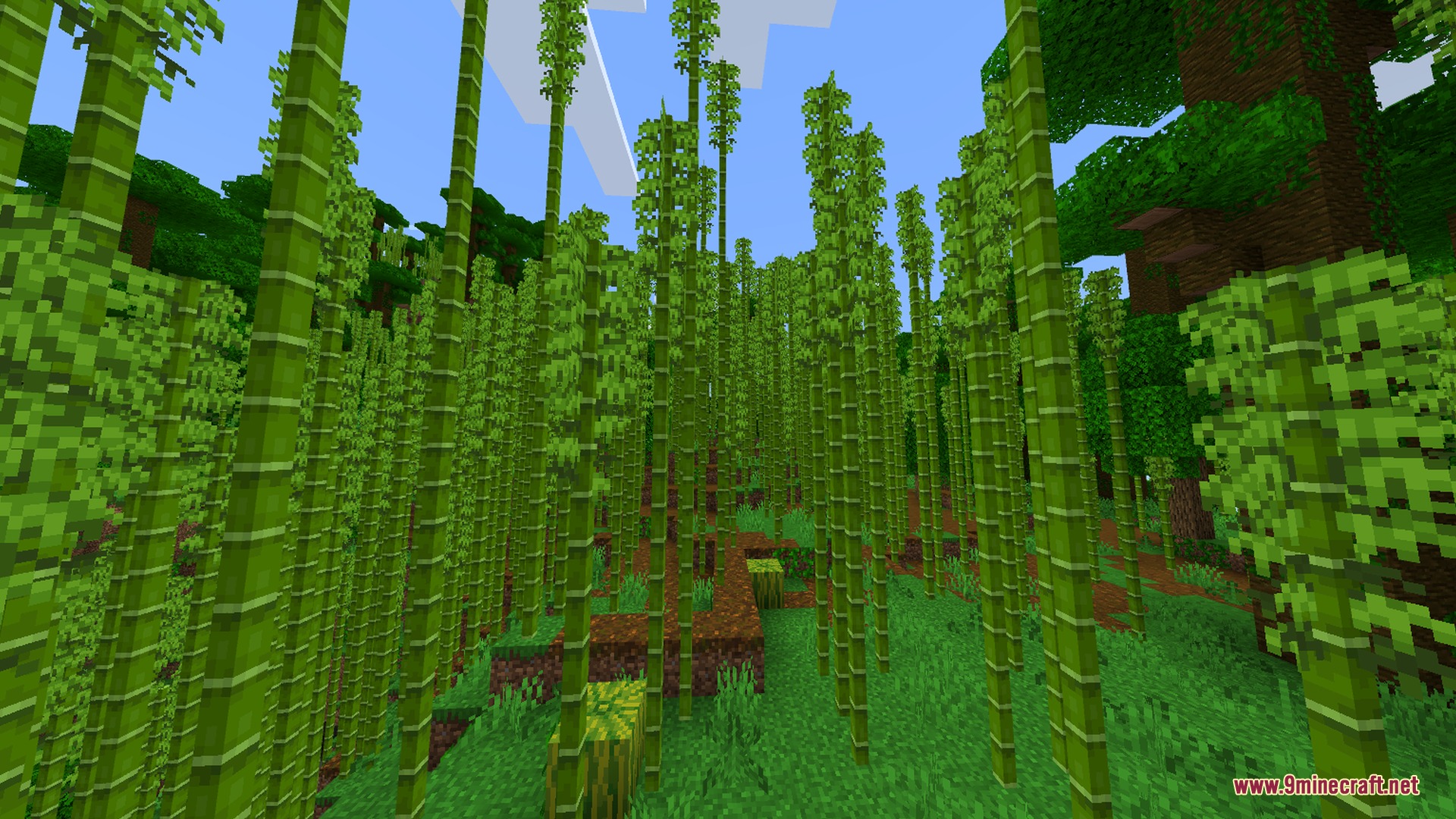 Tall bamboo stalks growing densely in a lush green Minecraft jungle biome