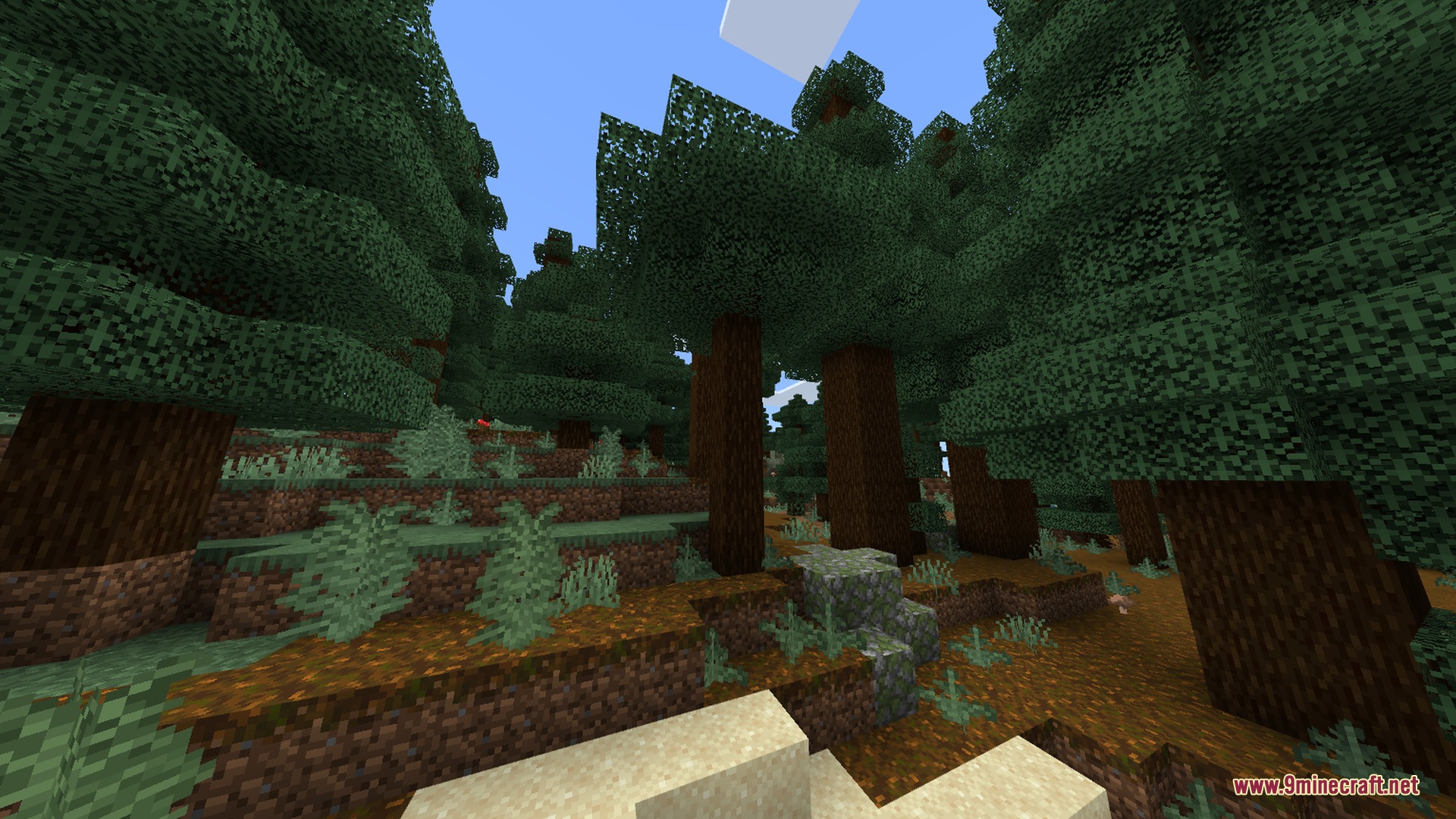 Dense spruce forest with tall trees and podzol blocks on the ground