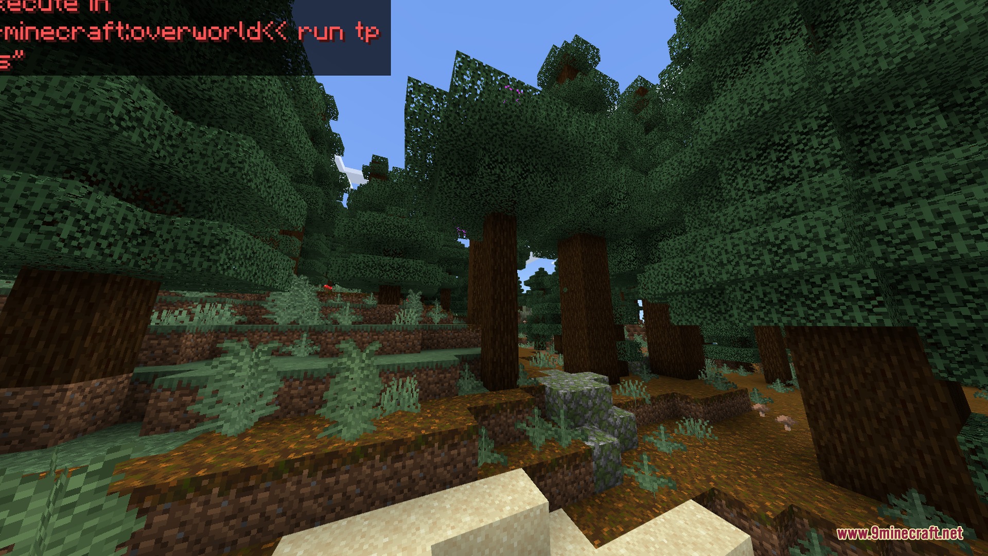 Sunlight filters through tall spruce trees in a dense forest with podzol ground