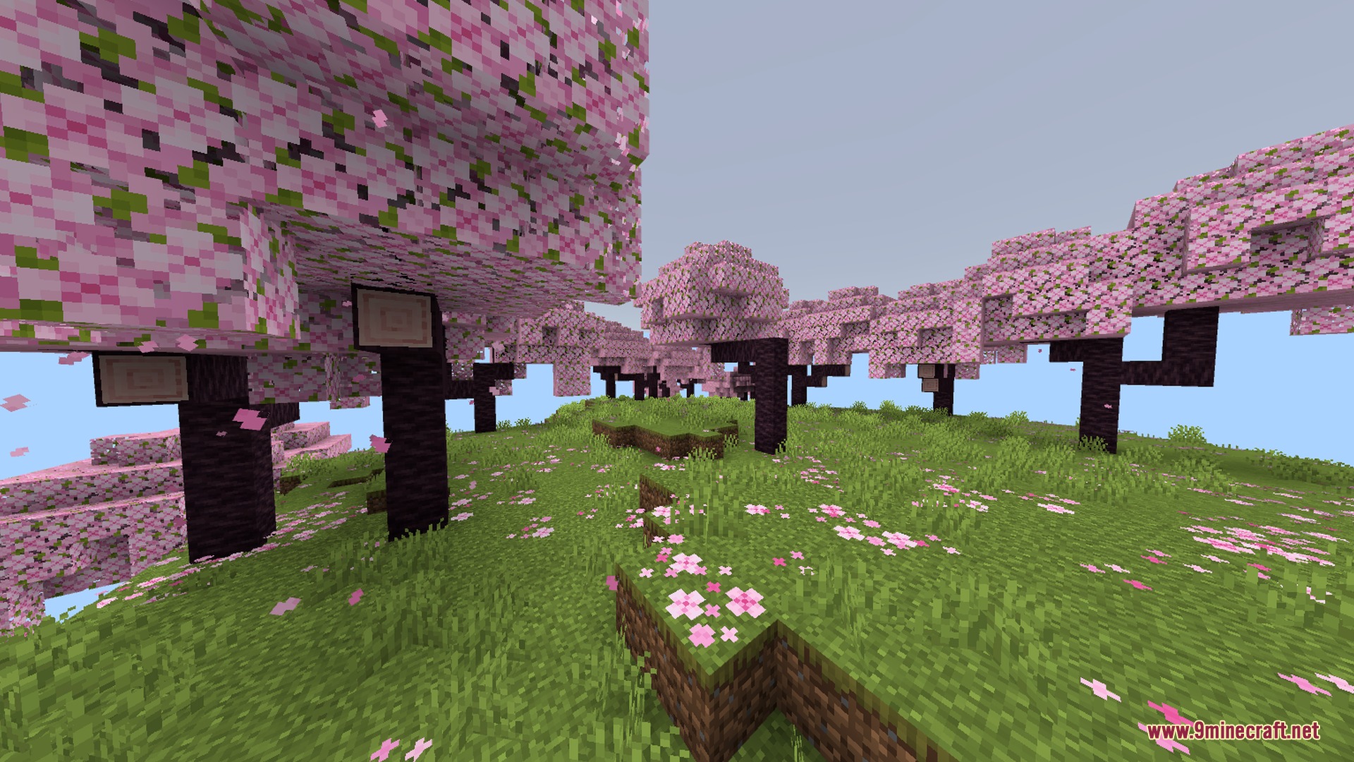 Beautiful pink cherry blossom trees grow on a grassy hill under clear skies