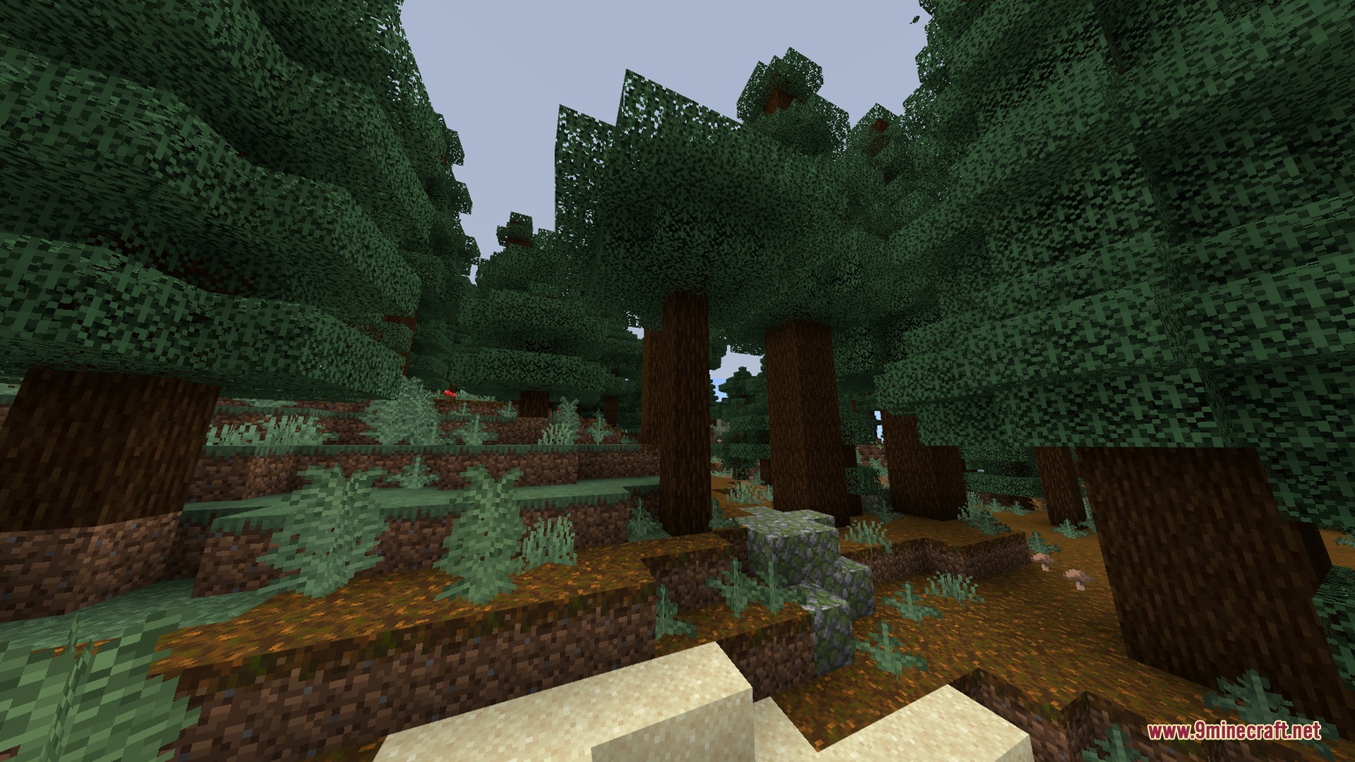 Tall spruce trees stand in a dense forest with podzol and soft lighting