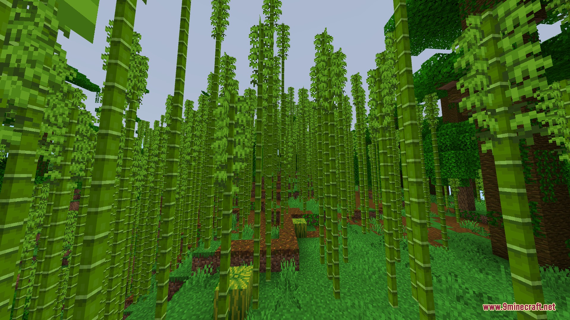 Vibrant green bamboo stalks grow tall in a dense jungle under clear skies