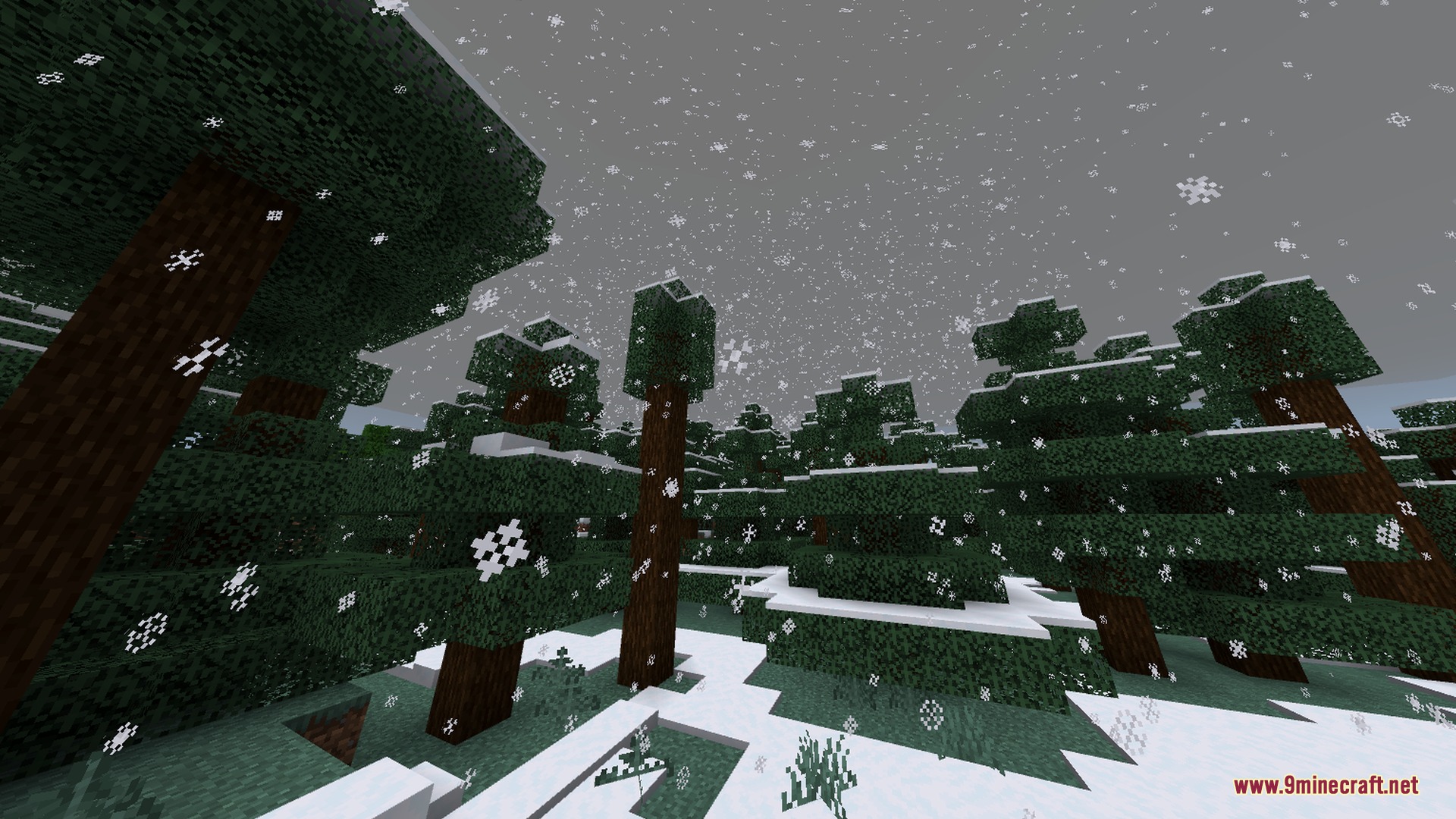 Snow falling over a dense spruce forest with white layers on the ground