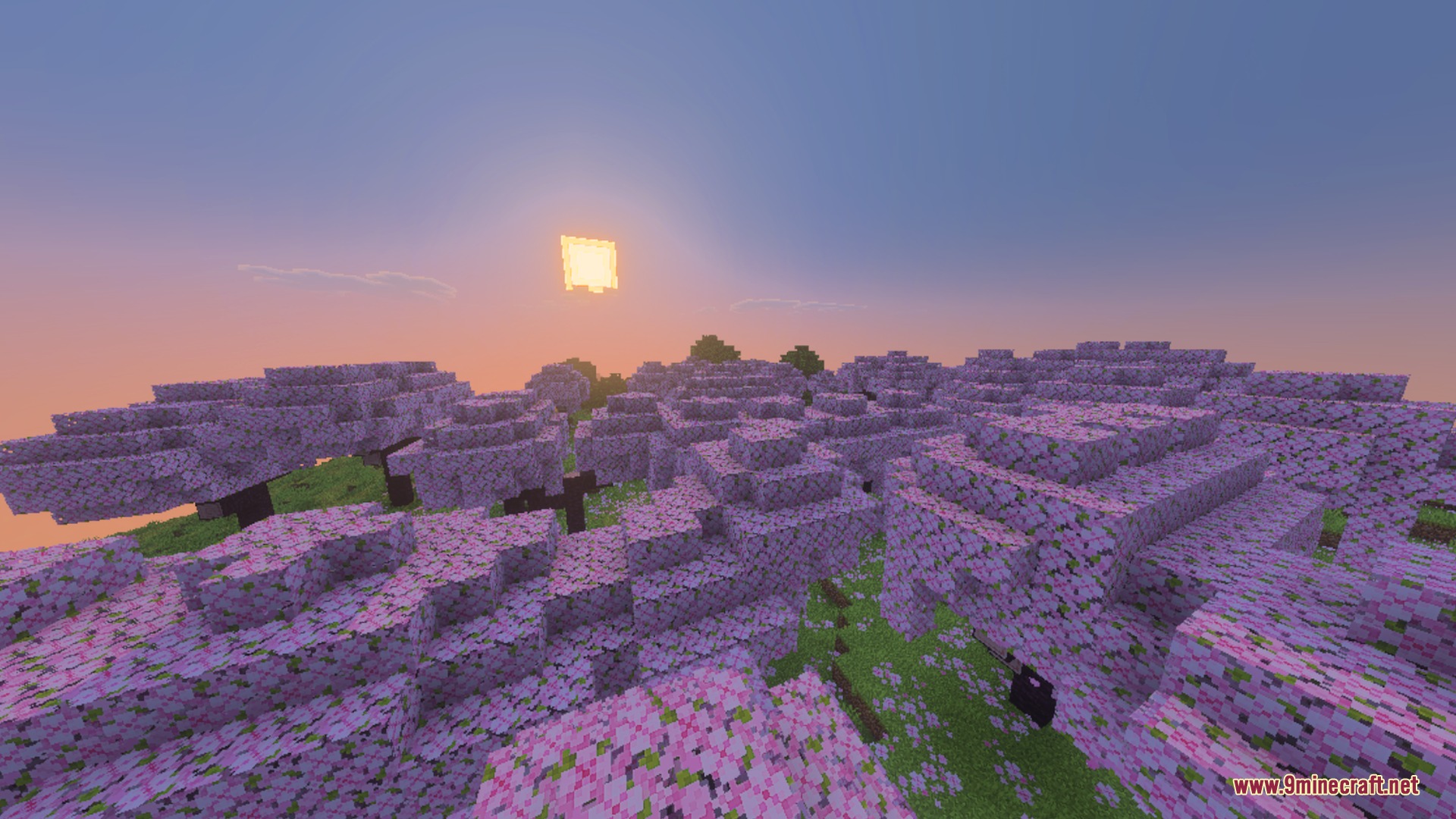 Lush pink cherry blossom trees under a glowing sunset in Minecraft world