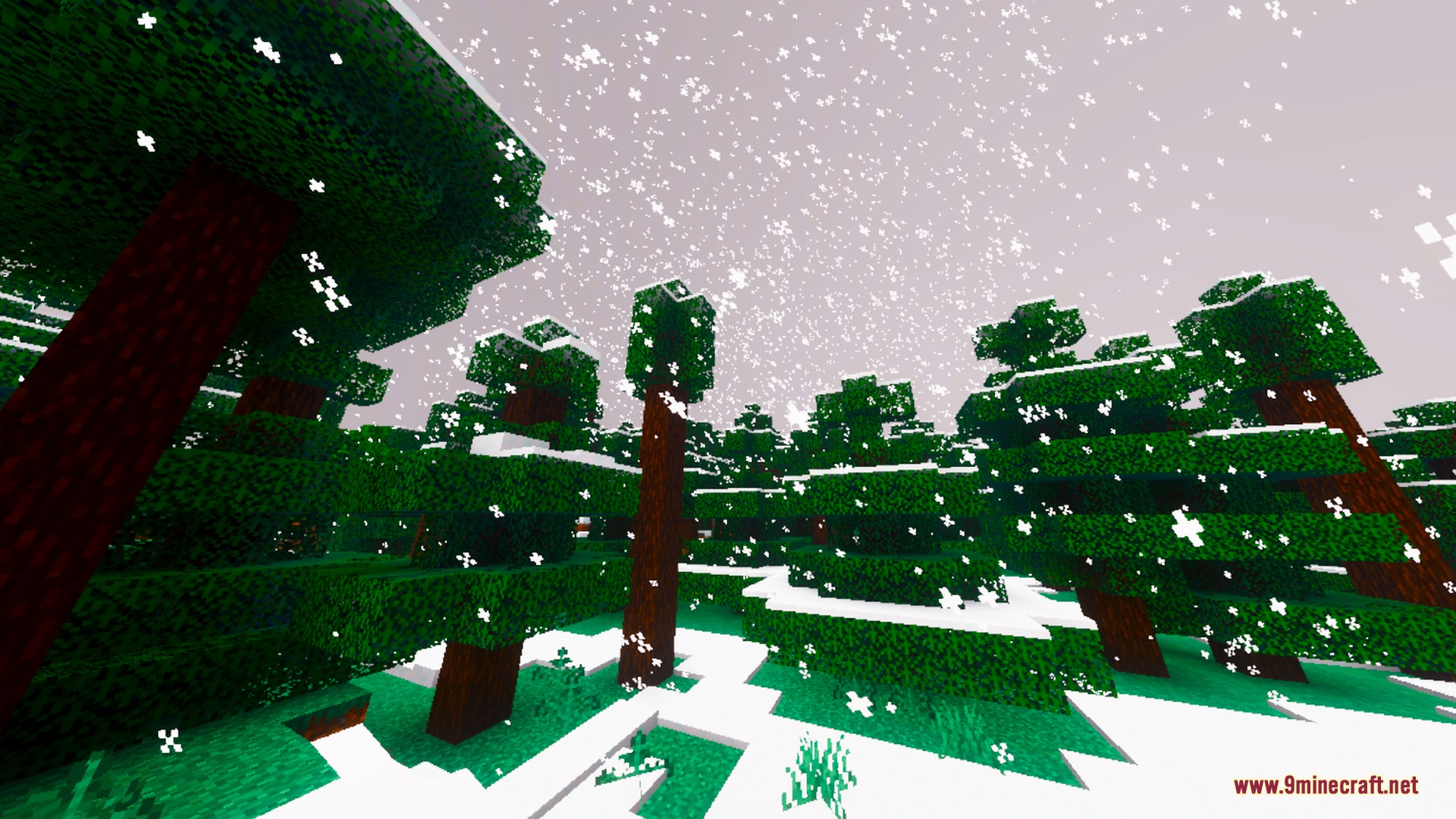Snow falling over a dense spruce forest with snow covered ground in Minecraft