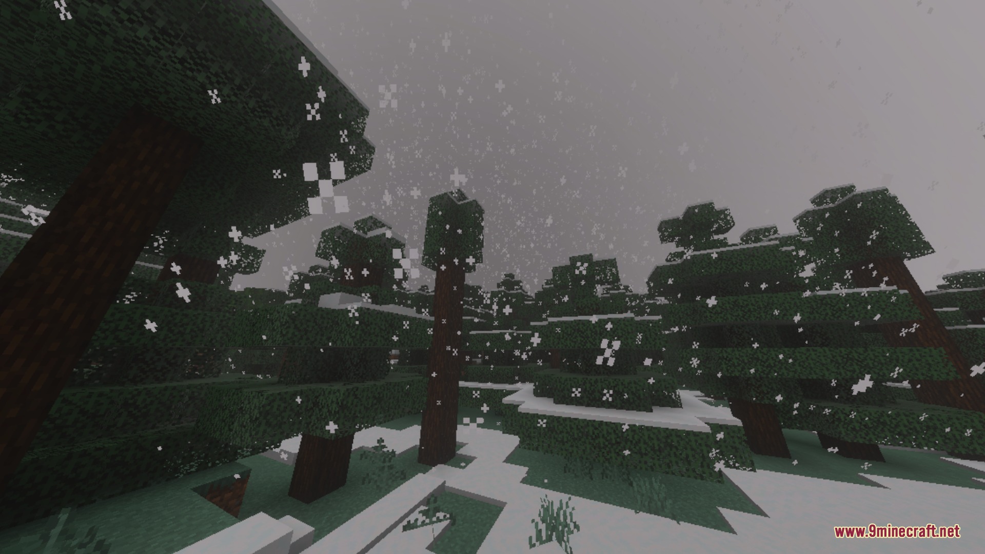 Heavy snow falling in a dense spruce forest under a dark grey sky