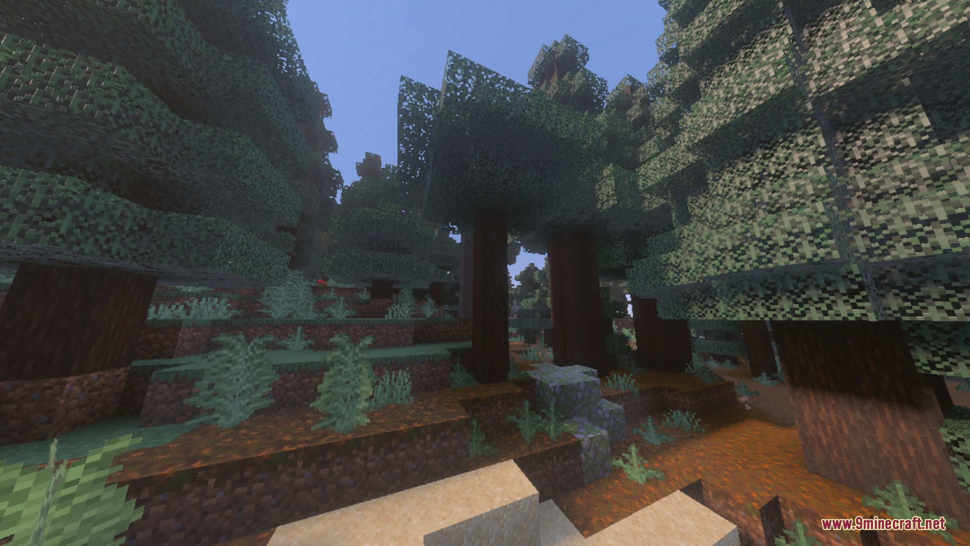 Tall spruce trees in a dense forest with soft shadows and podzol ground