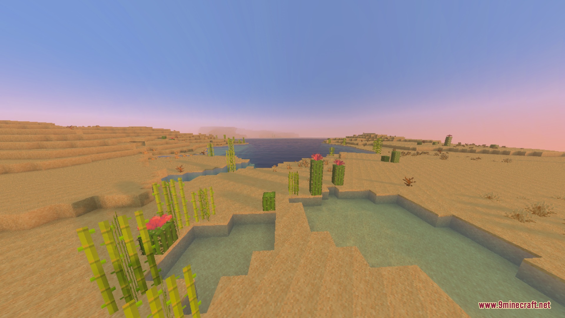 Desert landscape at sunset featuring sugar cane and flowering cacti near water