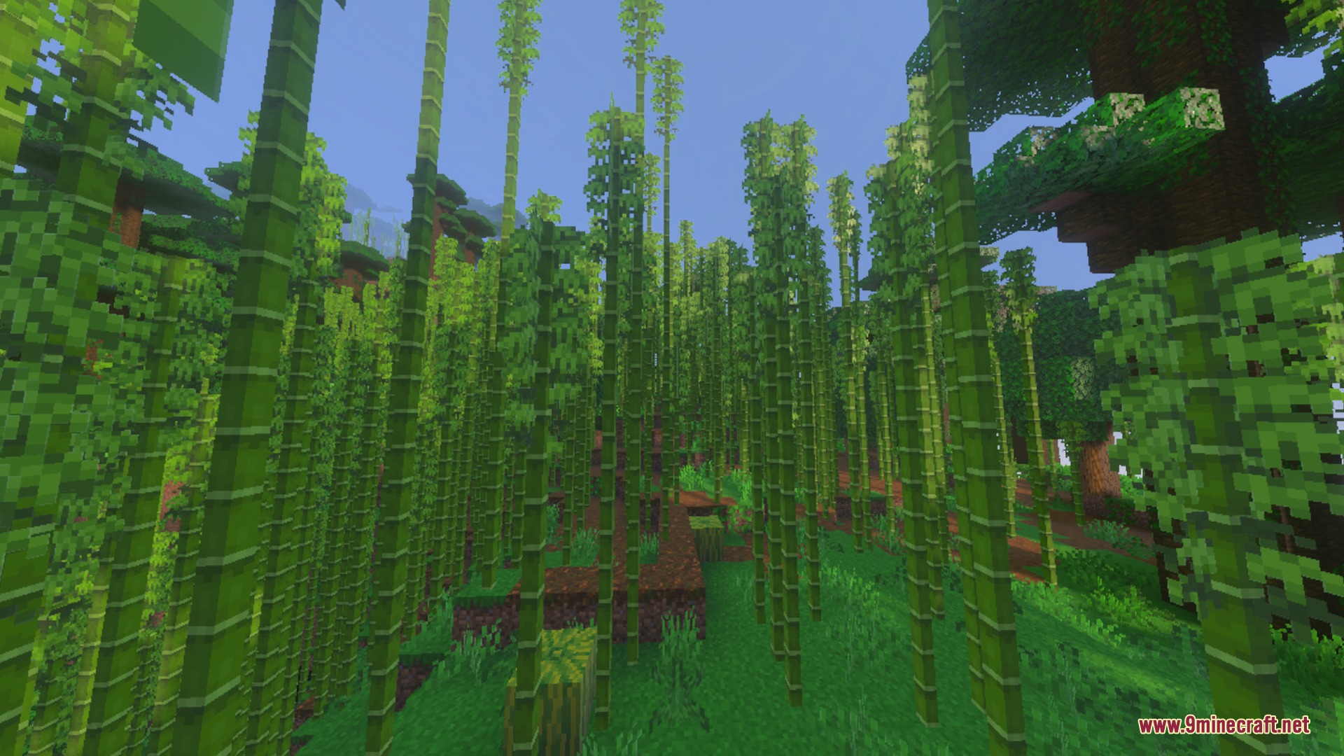 Dense bamboo jungle biome with tall green stalks and vibrant forest foliage