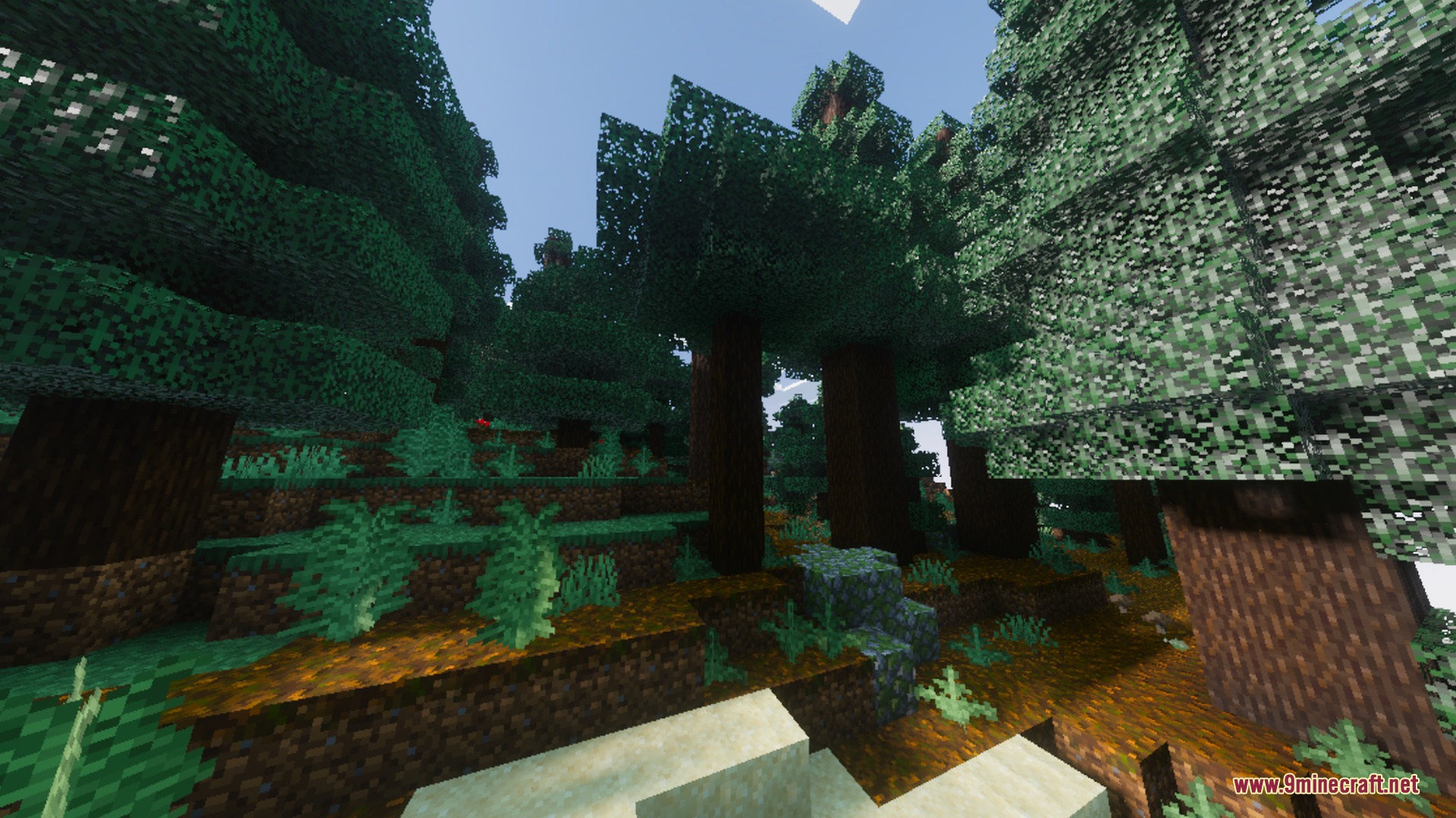 Origin Vibrant Visuals Shader Screenshot 8 Tall spruce trees with dense foliage stand in a shaded forest landscape