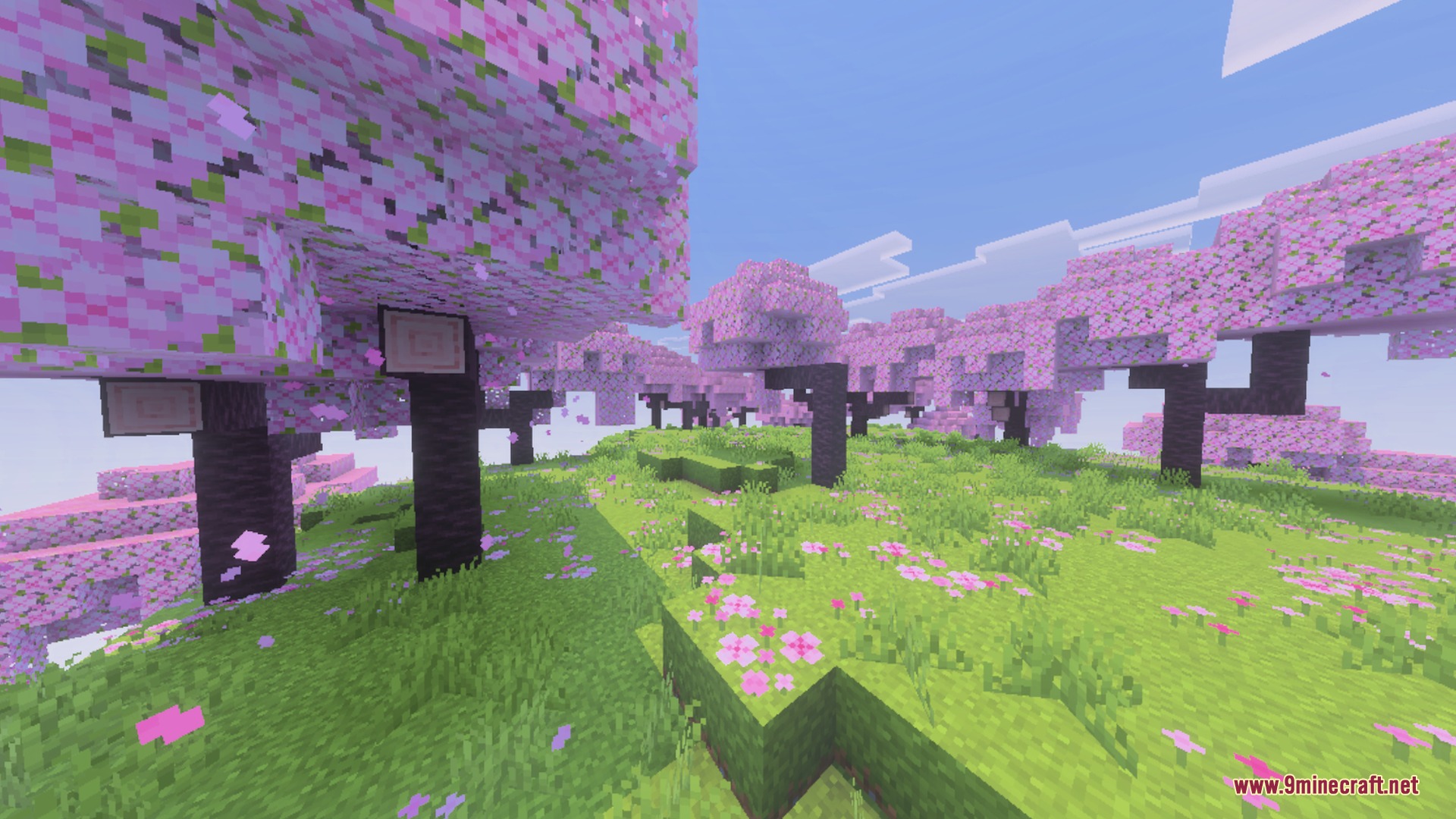Vibrant cherry blossom trees standing on a hill with full green grass sides