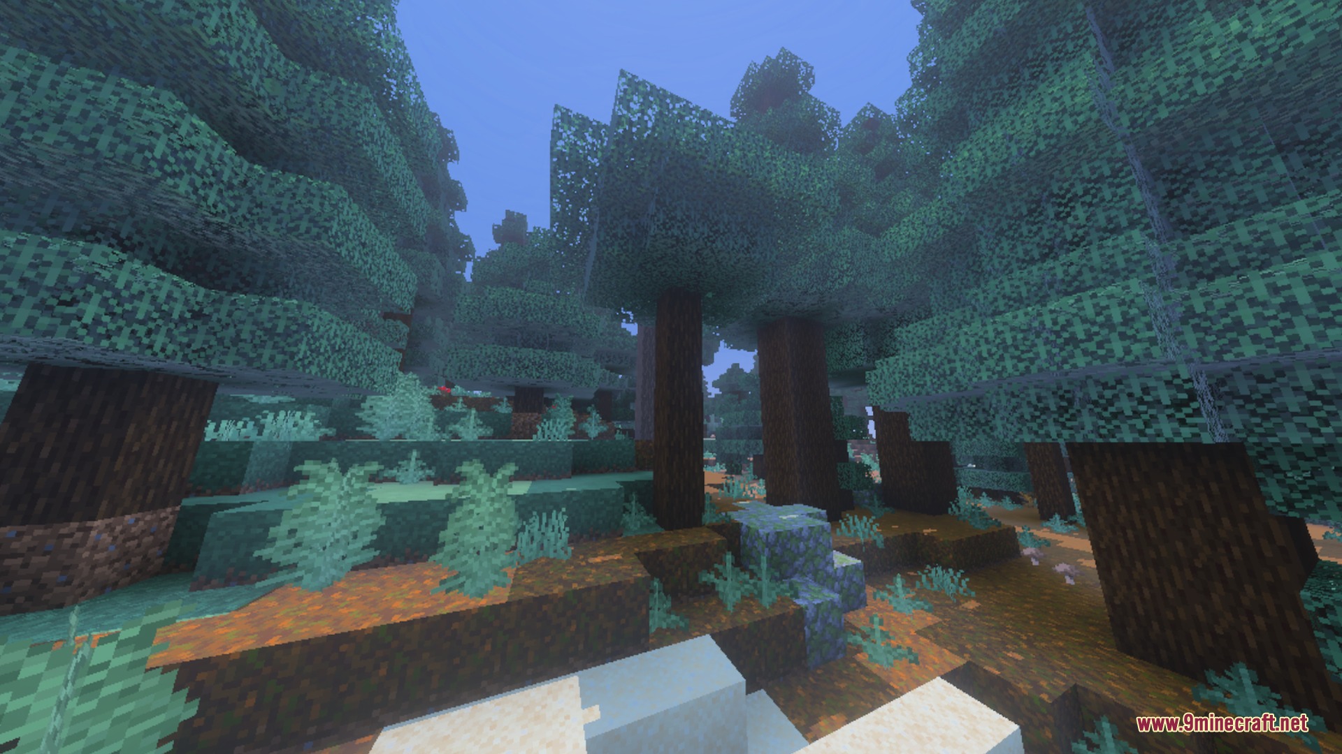Tall spruce trees in a dense forest with mossy ground and soft lighting