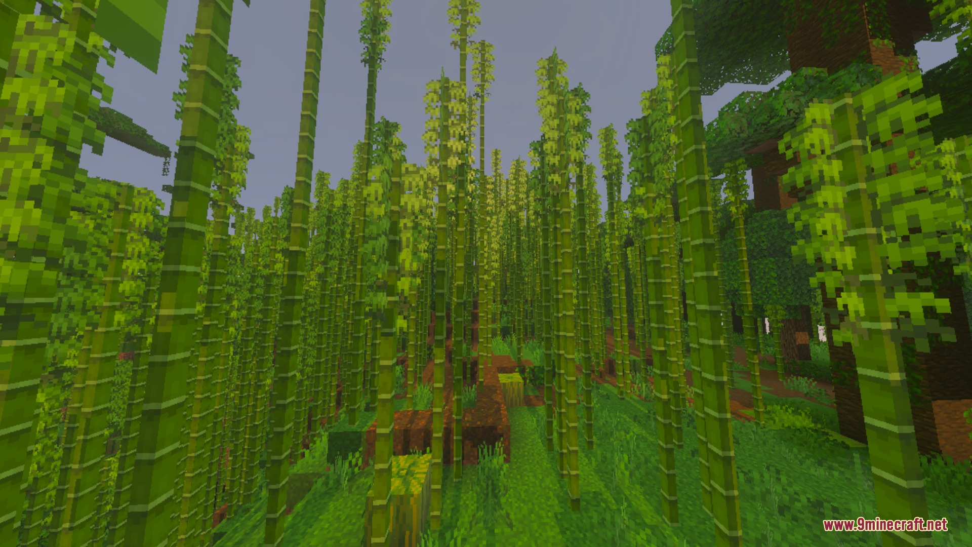 A dense bamboo forest with tall green stalks and lush green grass