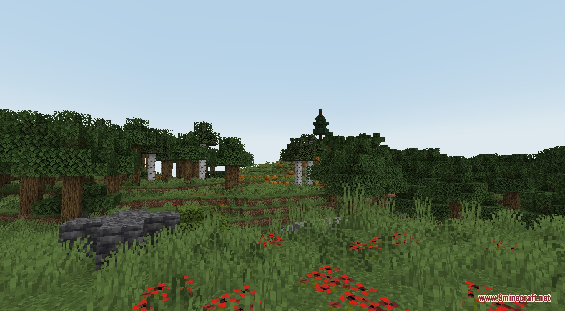 Old growth birch forest with tall trees and red flowers in the grass