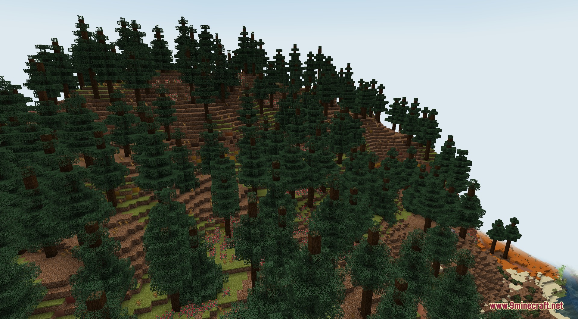 Lush taiga biome with tall spruce trees and dense forest ground cover