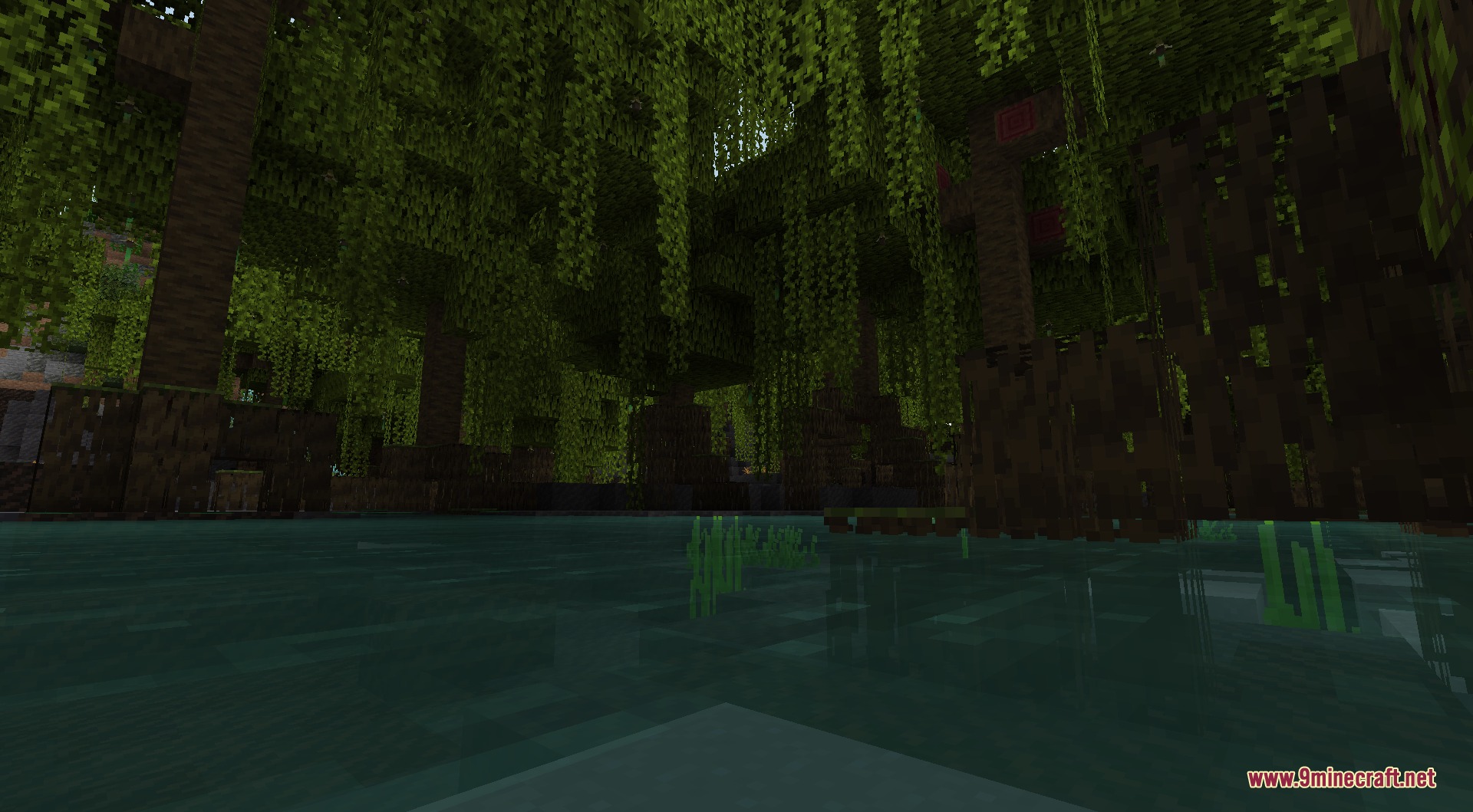 Mangrove swamp featuring dense vegetation and vines hanging over the murky green water