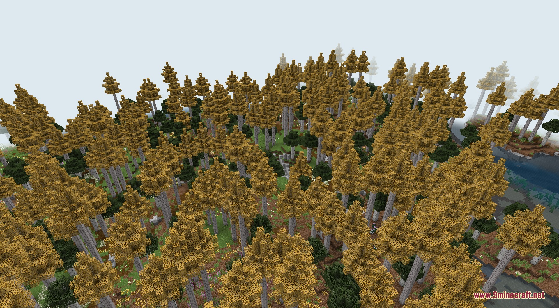 Tall birch trees with yellow leaves in a redesigned old growth forest